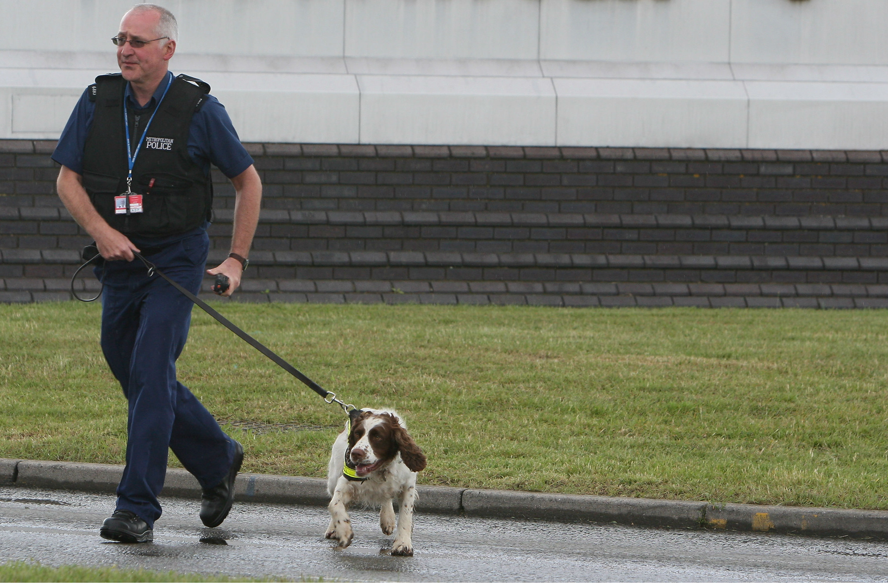 are drug sniffing dogs trained to smell mushrooms