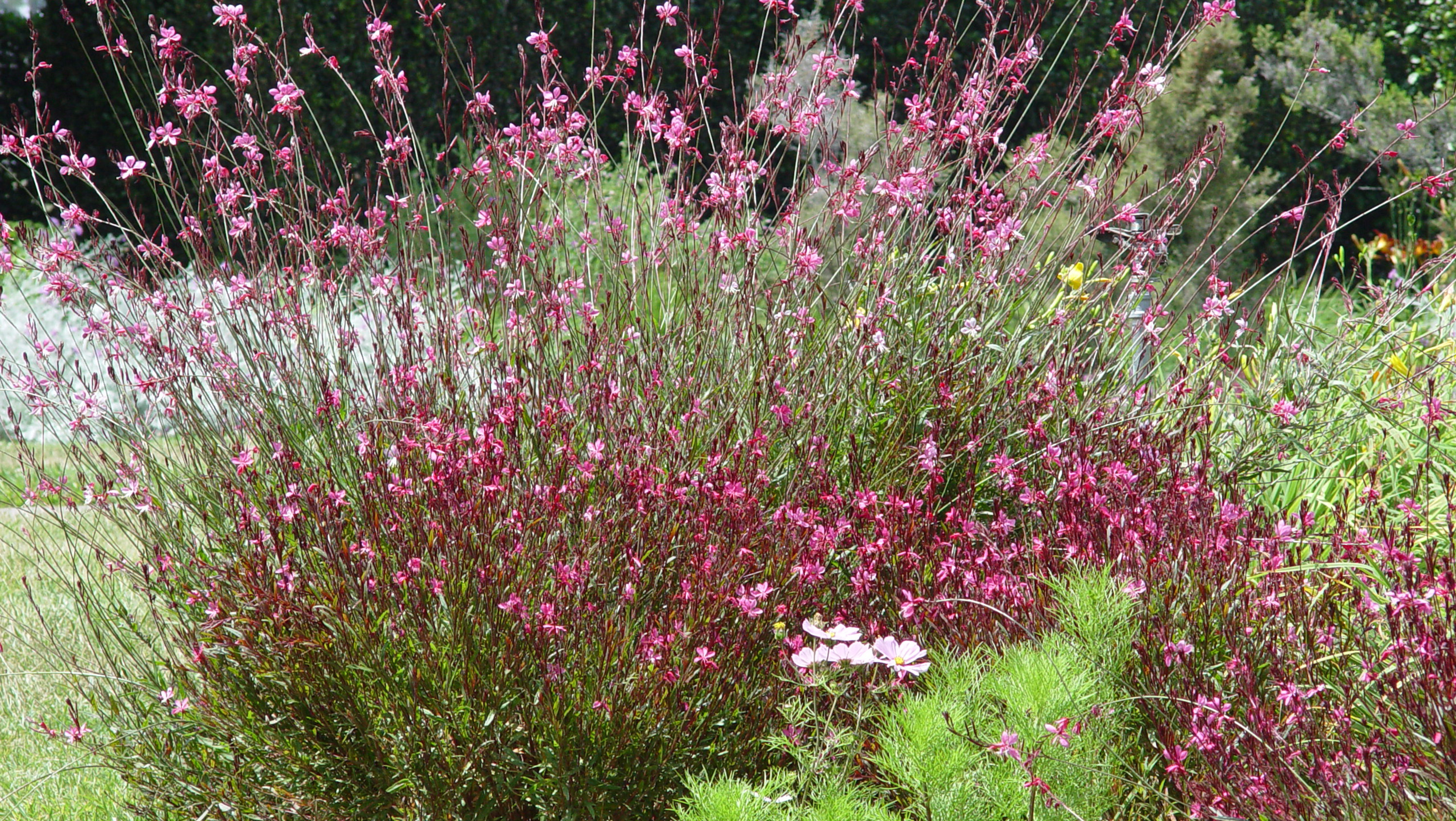 Image of Guara plant