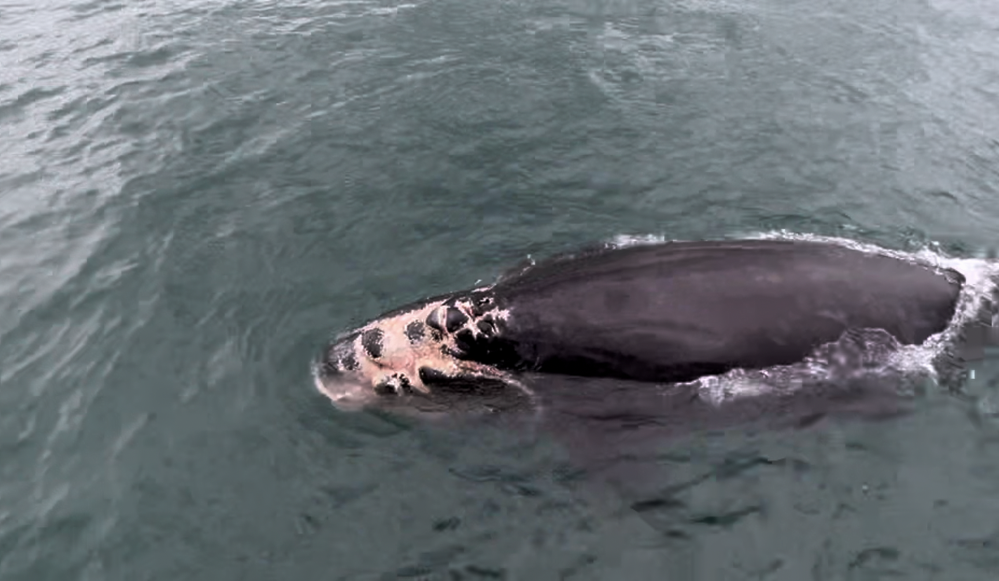 One of few remaining North Atlantic right whale calves gravely injured