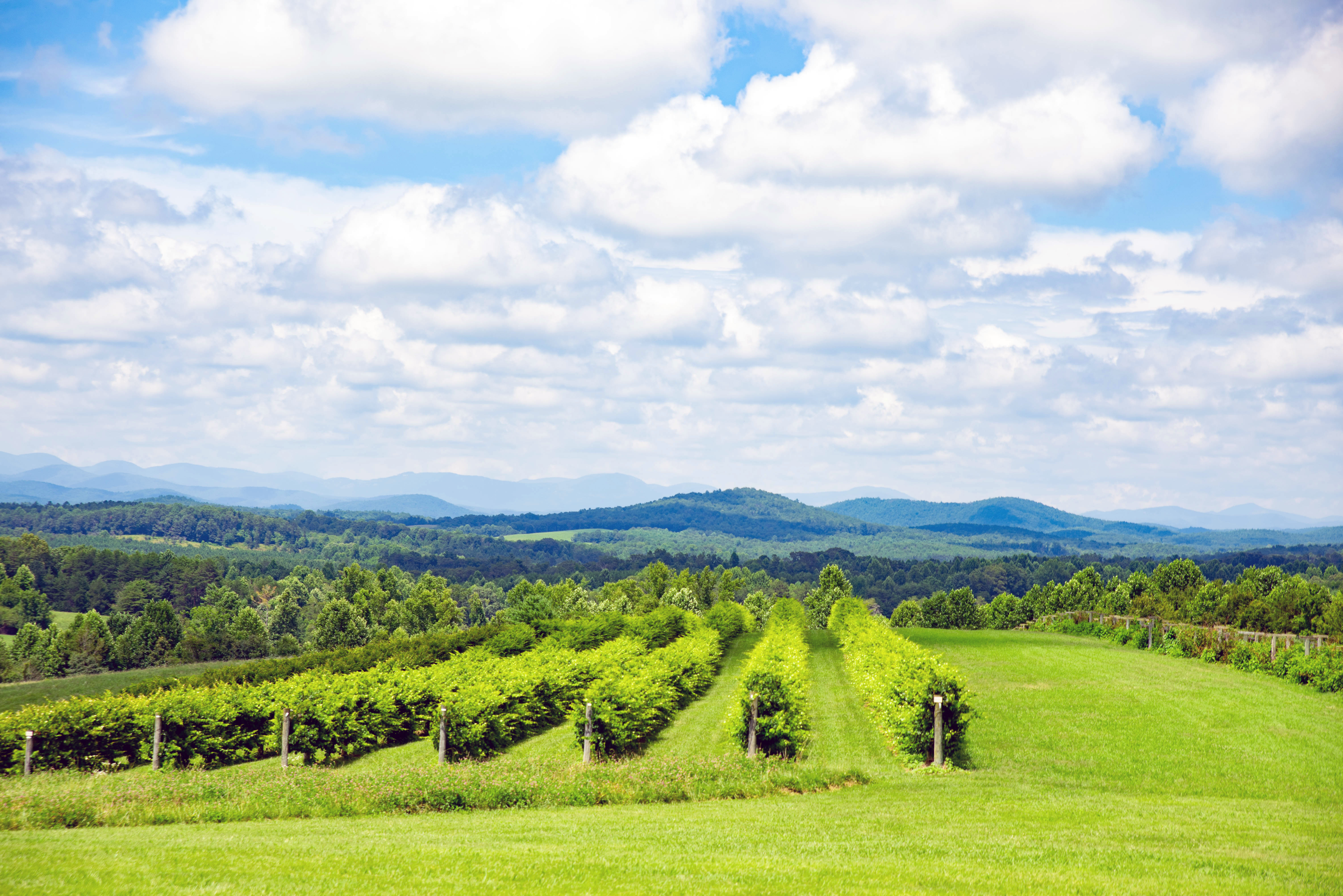 Chattooga Belle Farm offers up expansive farm, vineyard and mountain views.
Courtesy of Jay Vaughan.