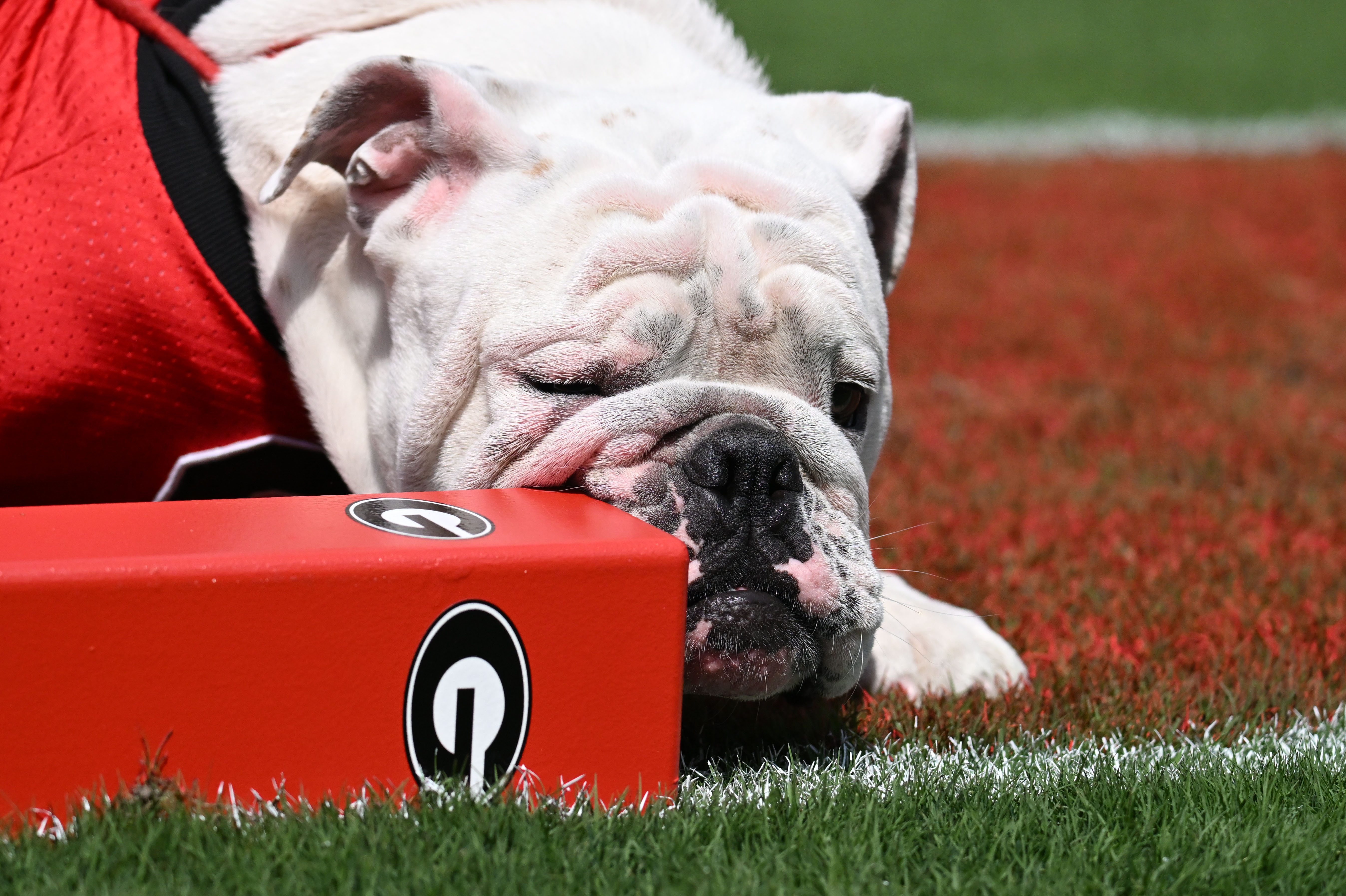 Bulldogs Prepare For The Cardinals Of Ball State - University of