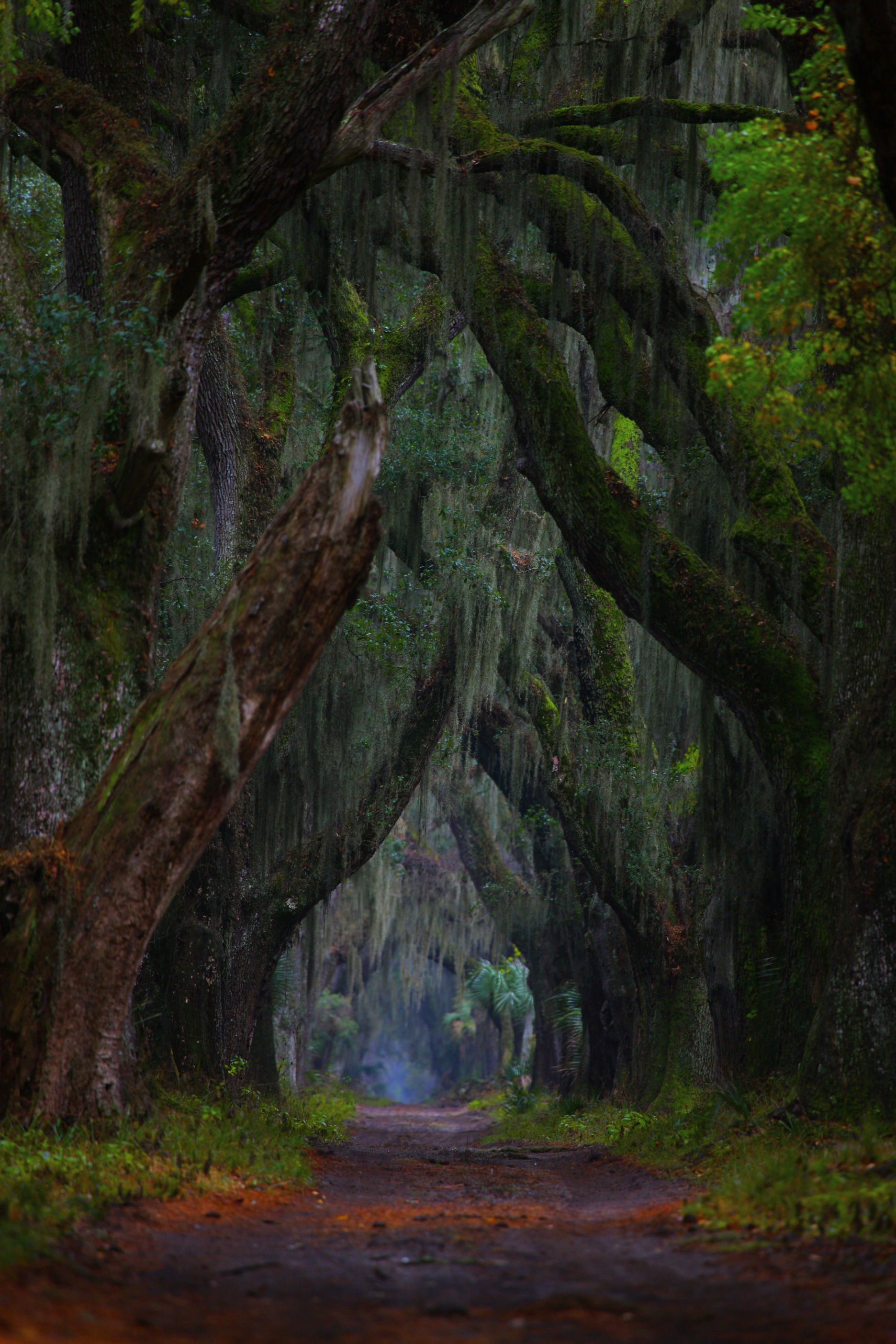 Yes, this is really a photograph: A view of Ossabaw Island's Main Road, looking south . Asking Jill Stuckey to choose a favorite Ossabaw photo is like asking a parent to pick their favorite child. Still, Stuckey says, this magical looking one might be it. Photo by Jill Stuckey