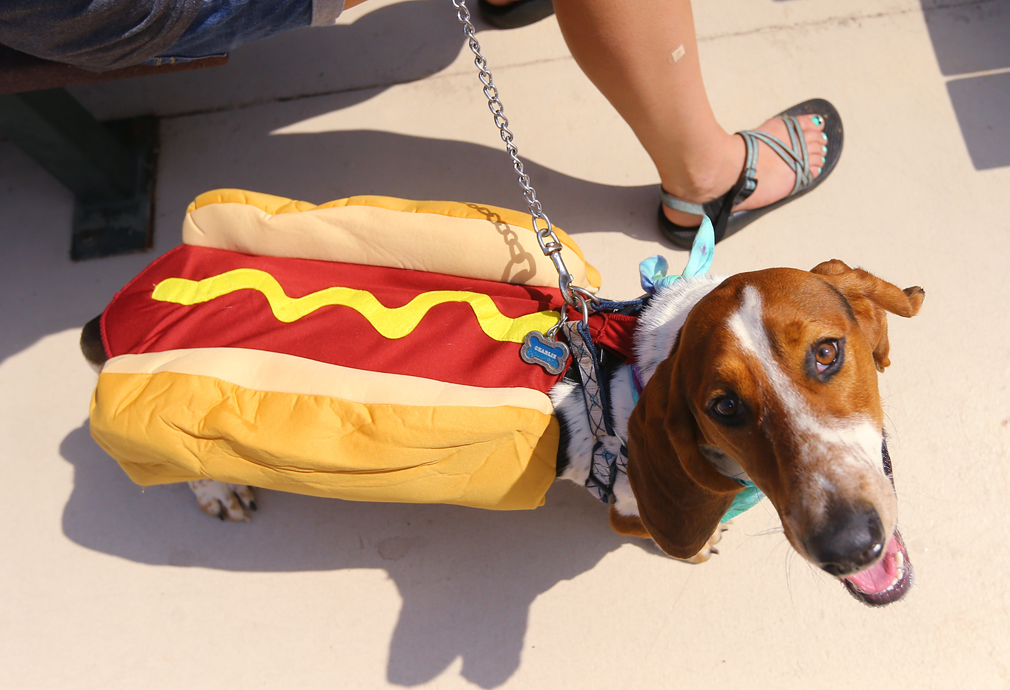 Braves fans share Bark at the Park pictures