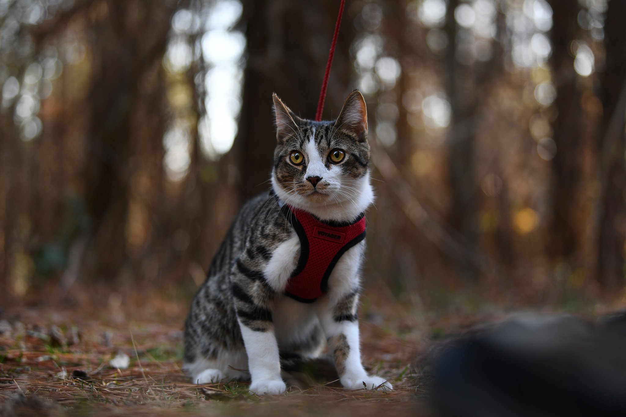 Adventure 2025 cat harness