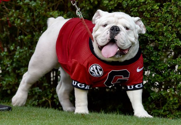 Uga XI, a puppy named Boom, was introduced at the Georgia spring game