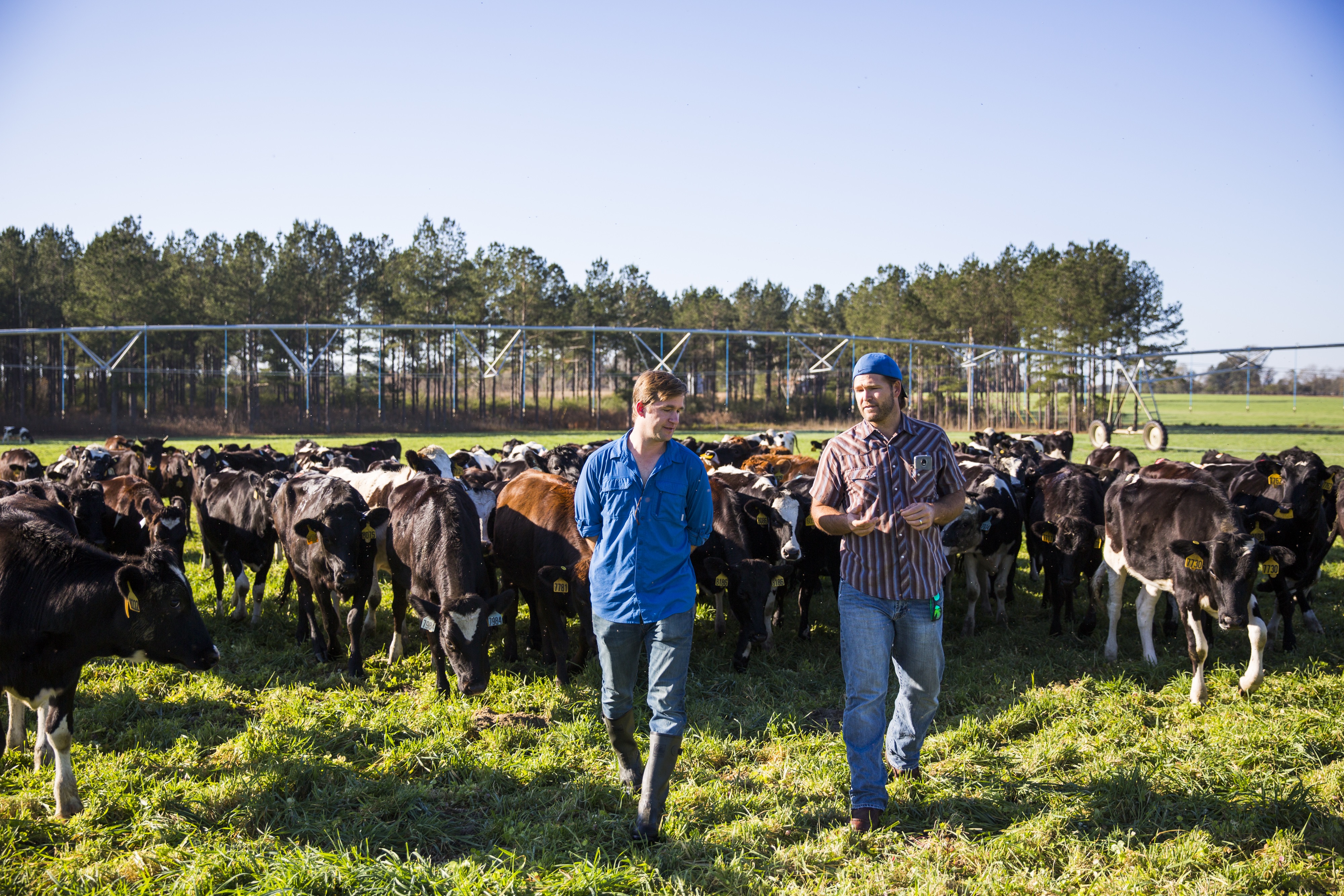 Kyle Wehner of Dreaming Cow (left) walks the fields with brother Clay Wehner of Buddha Belly Farm./Gabriel Hanway