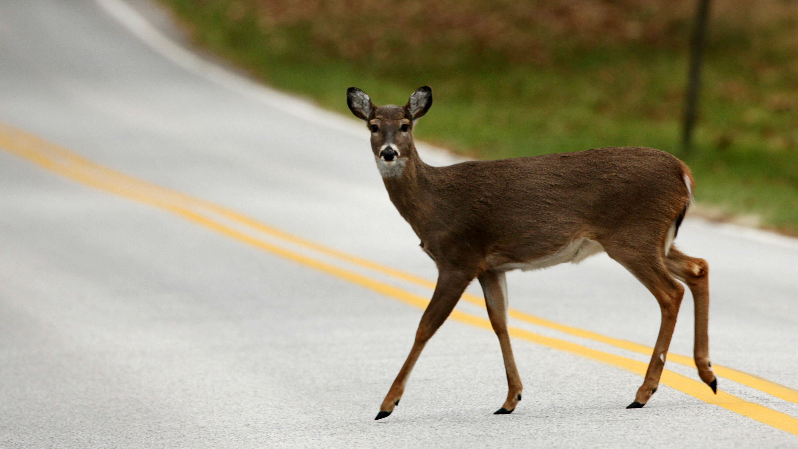 The Reason You Aren't Seeing Any New Deer Crossing Signs In MN