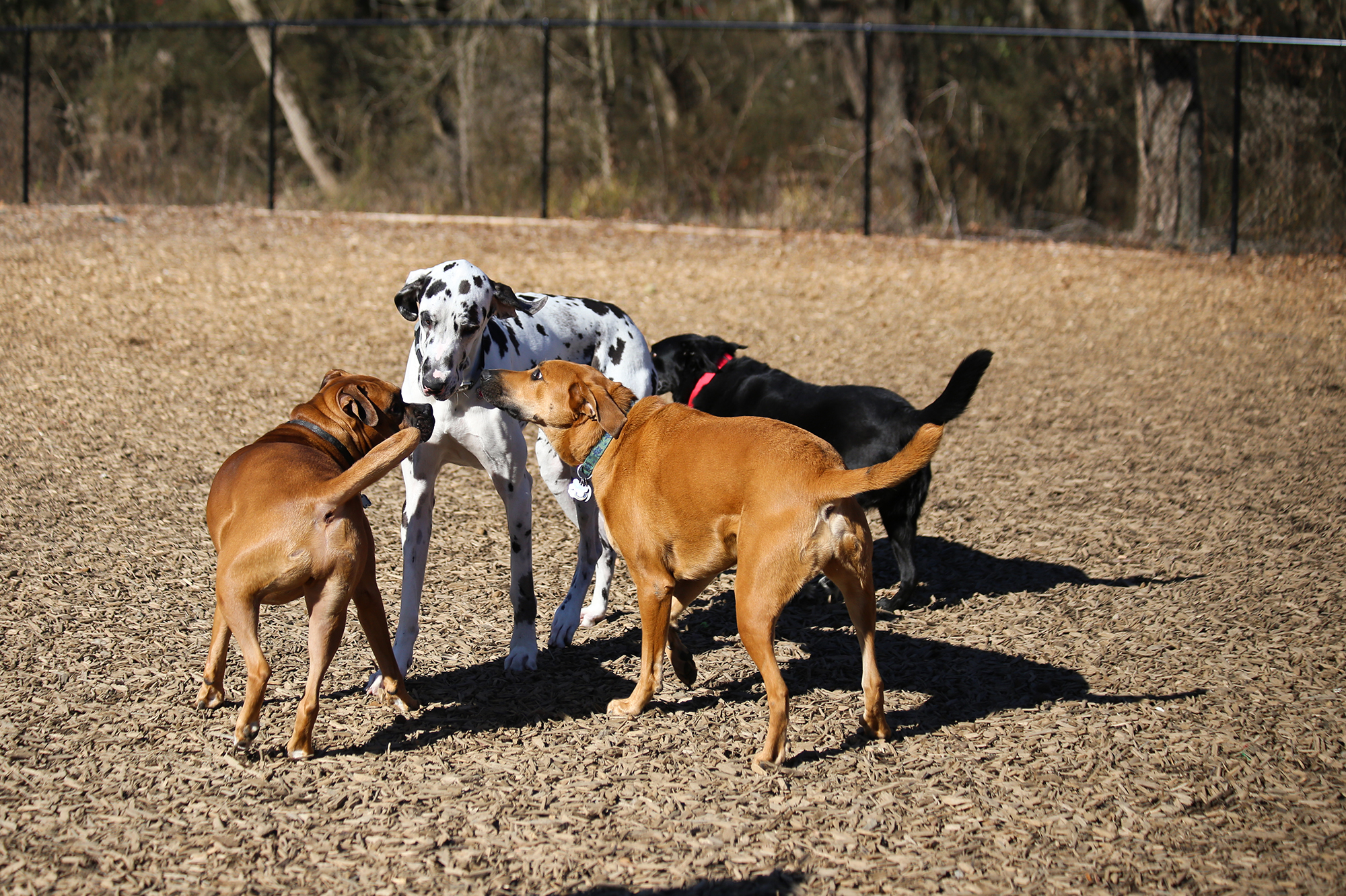 Dogs gather to share the latest gossip at Woofstock Park.  (Courtesy of the Woodstock Parks and Recreation Department.)