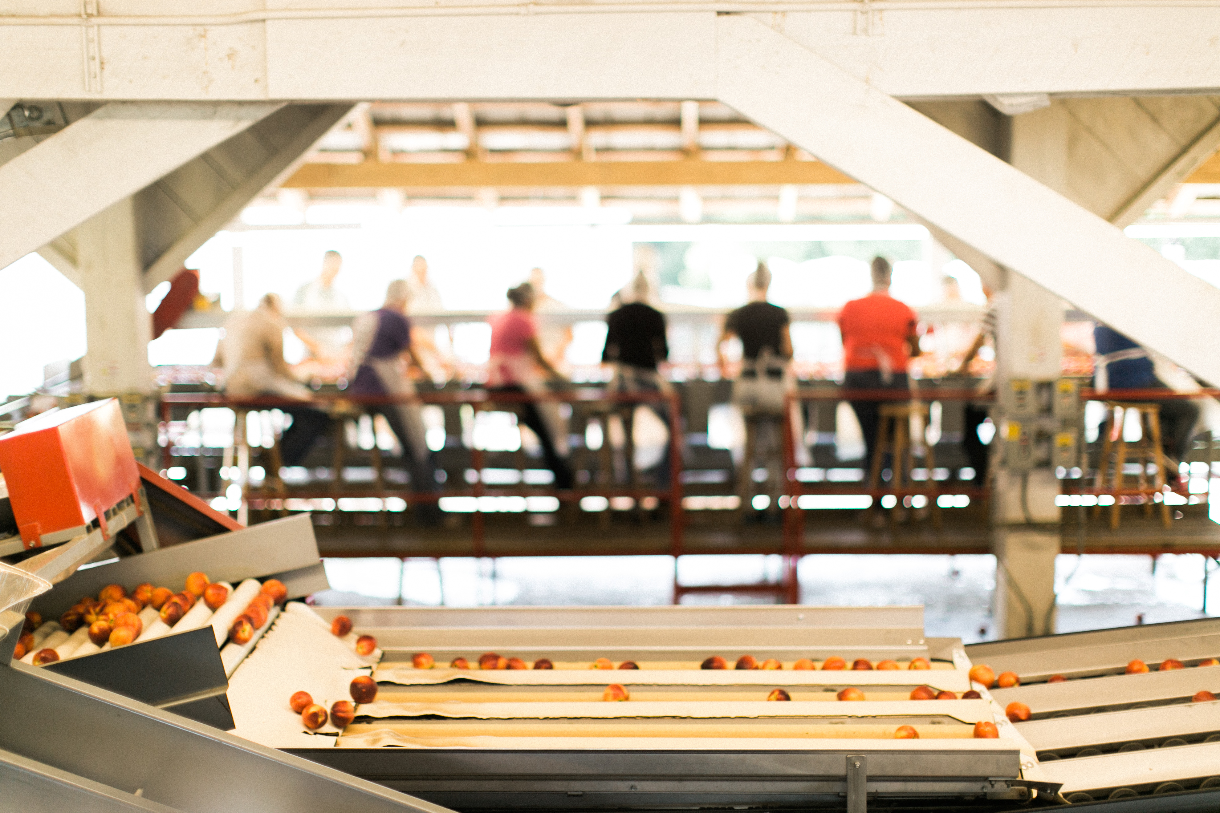 The Dickey Farms packing shed also serves as the farm stand. Visitors can watch peaches being packed, and also enjoy peach ice cream. Courtesy of Dickey Farms
