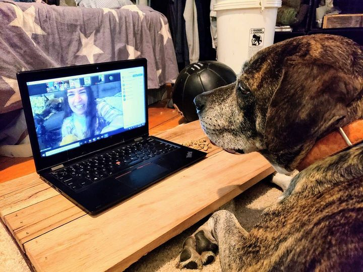 Face Time With Pets Brings Smiles To Those In Isolation