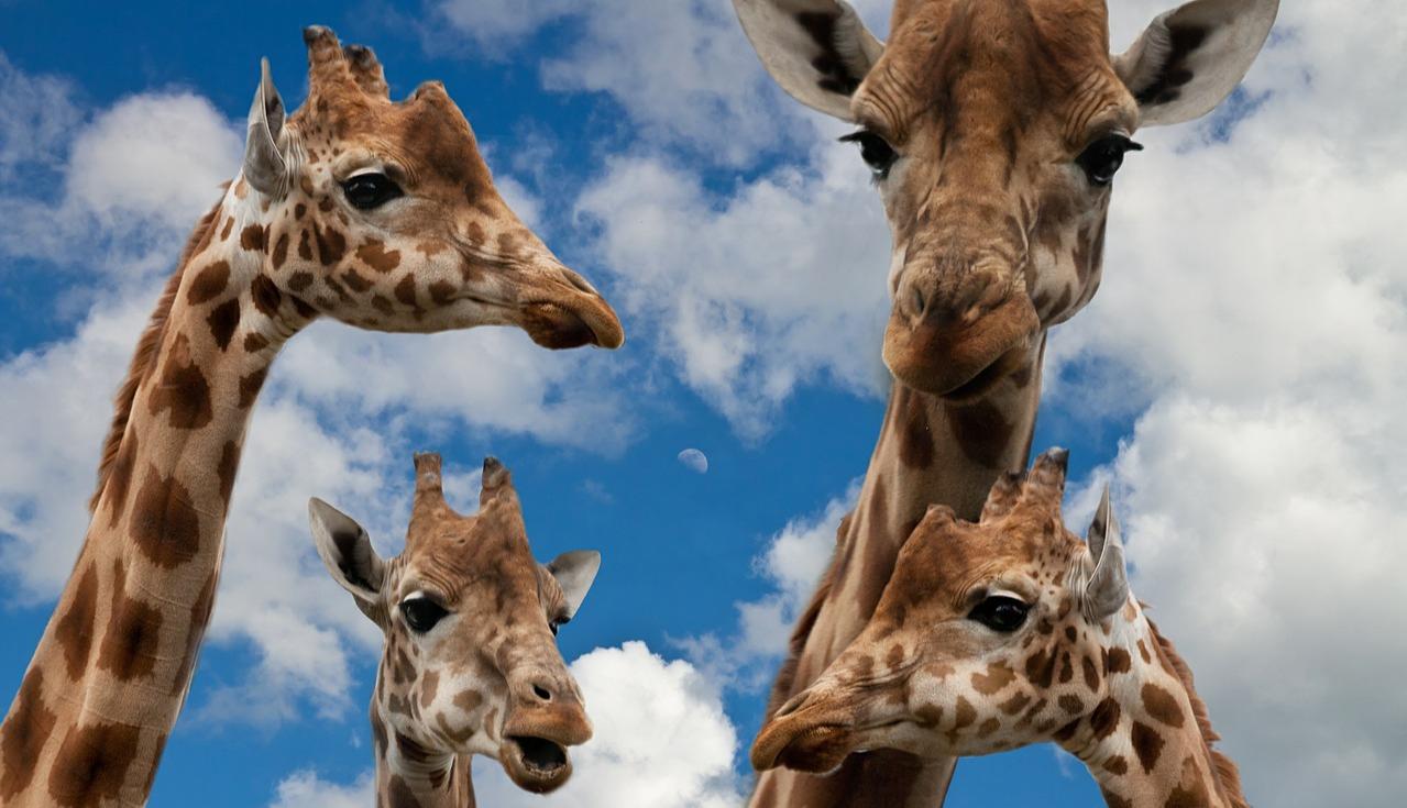 Giraffes facing threat of extinction, several species considered  'critically endangered'