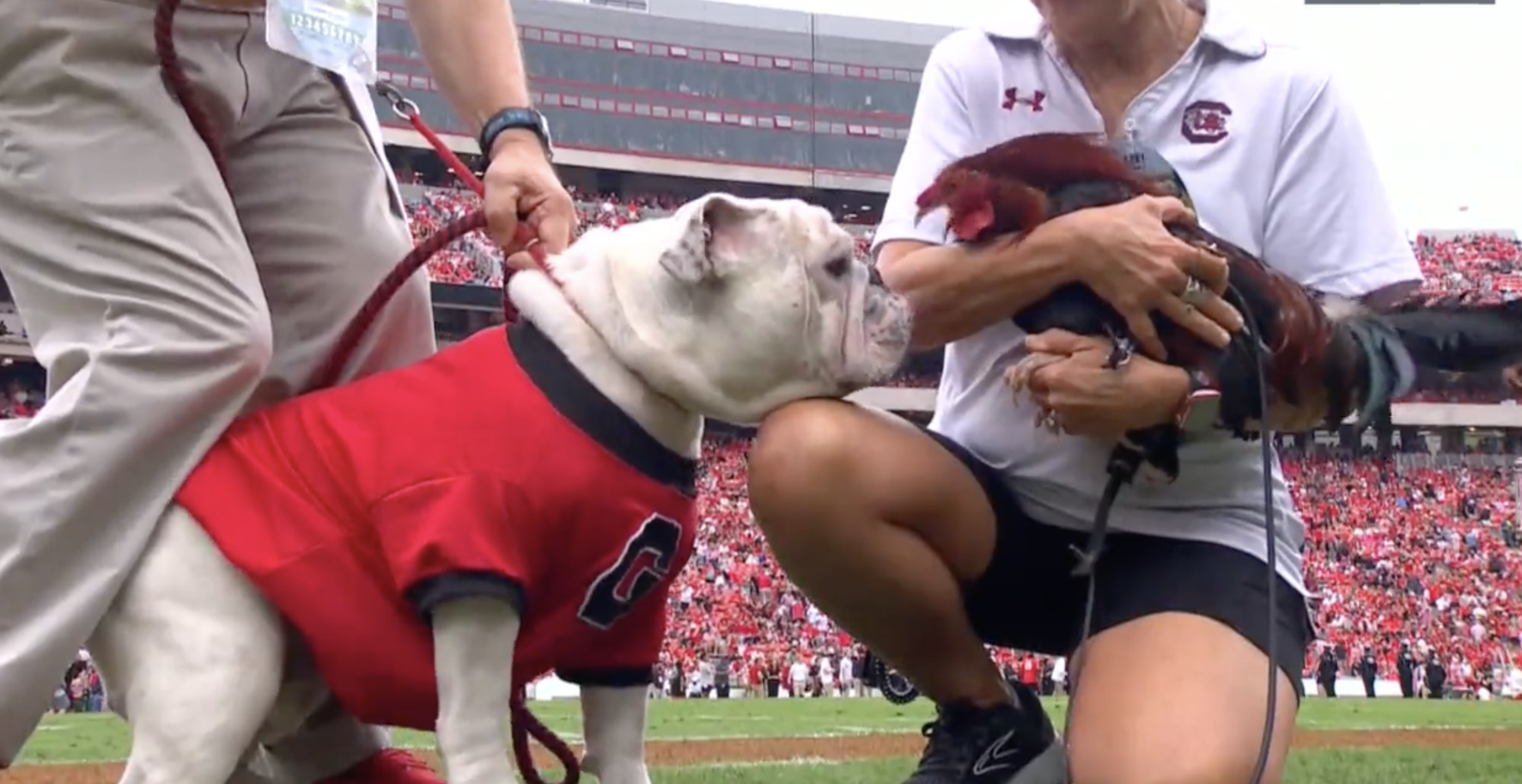 Boom takes over as Georgia's official mascot