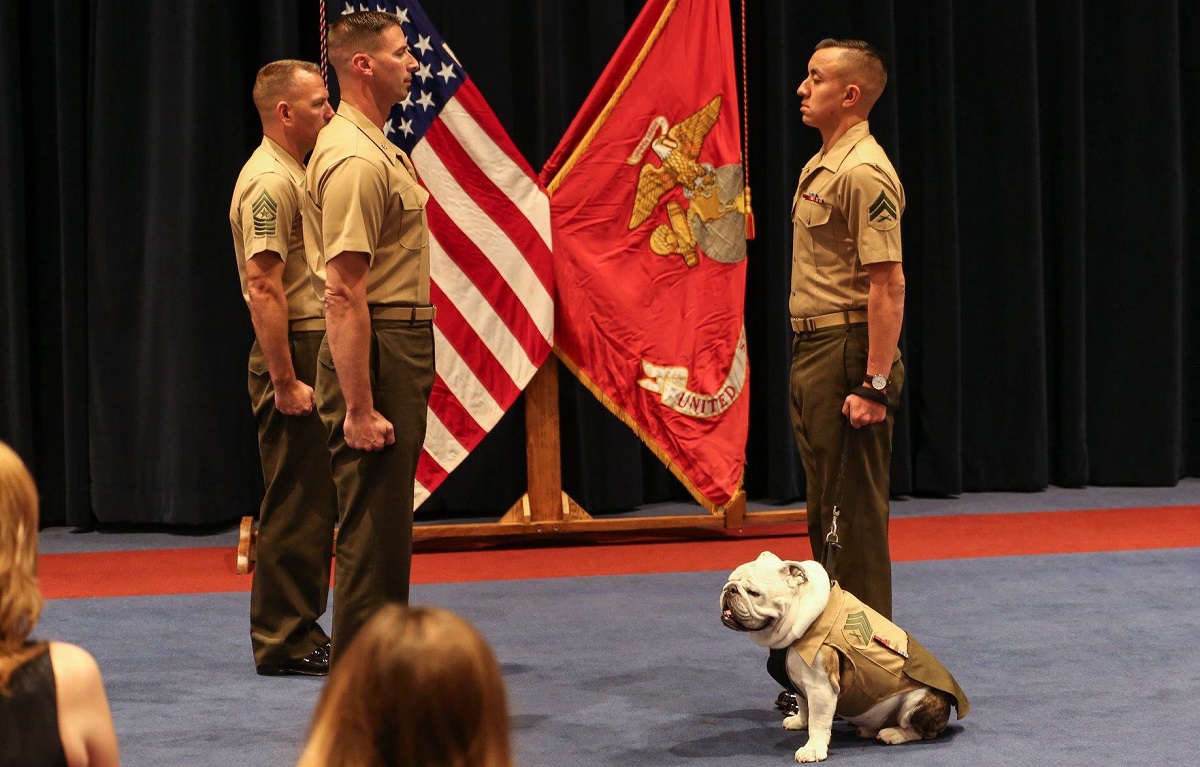 chesty puller ribbons