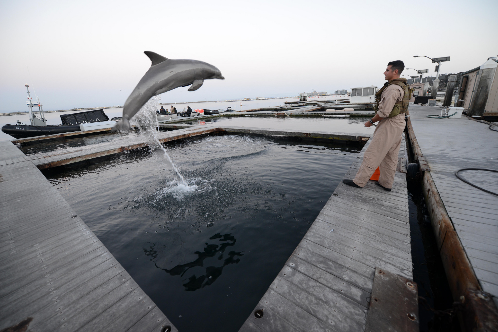 Experts to start capturing rare vaquita porpoises in Mexico