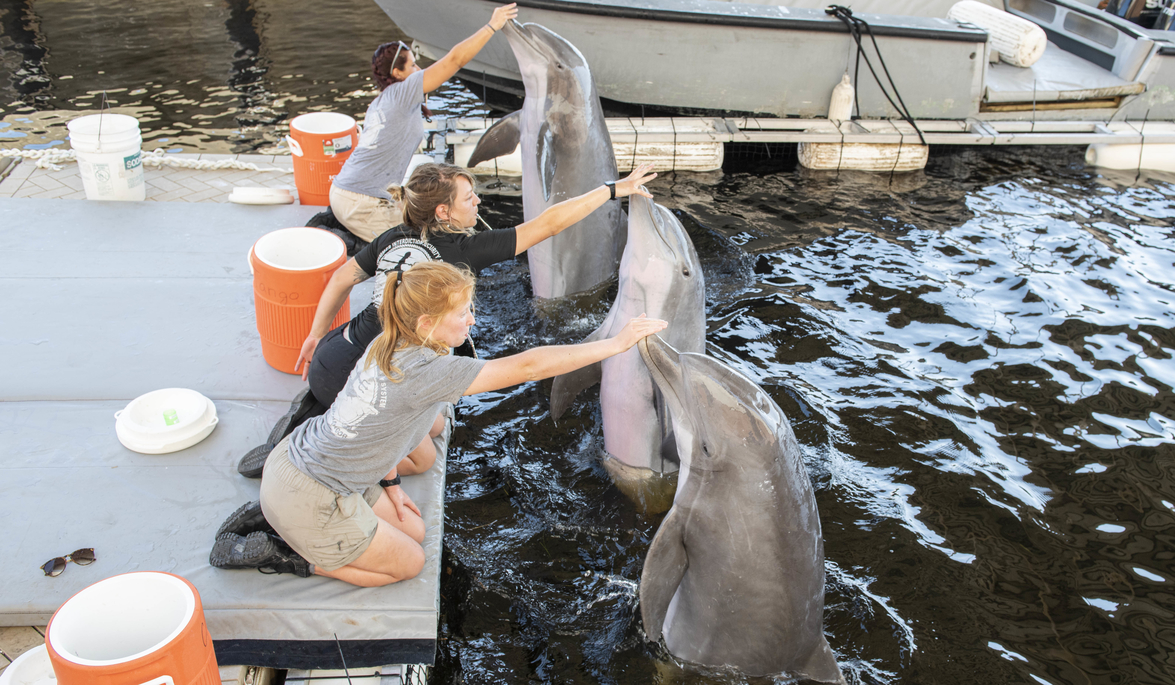As Dorian neared Georgia, Navy's sea mammal sentinels fled to Florida