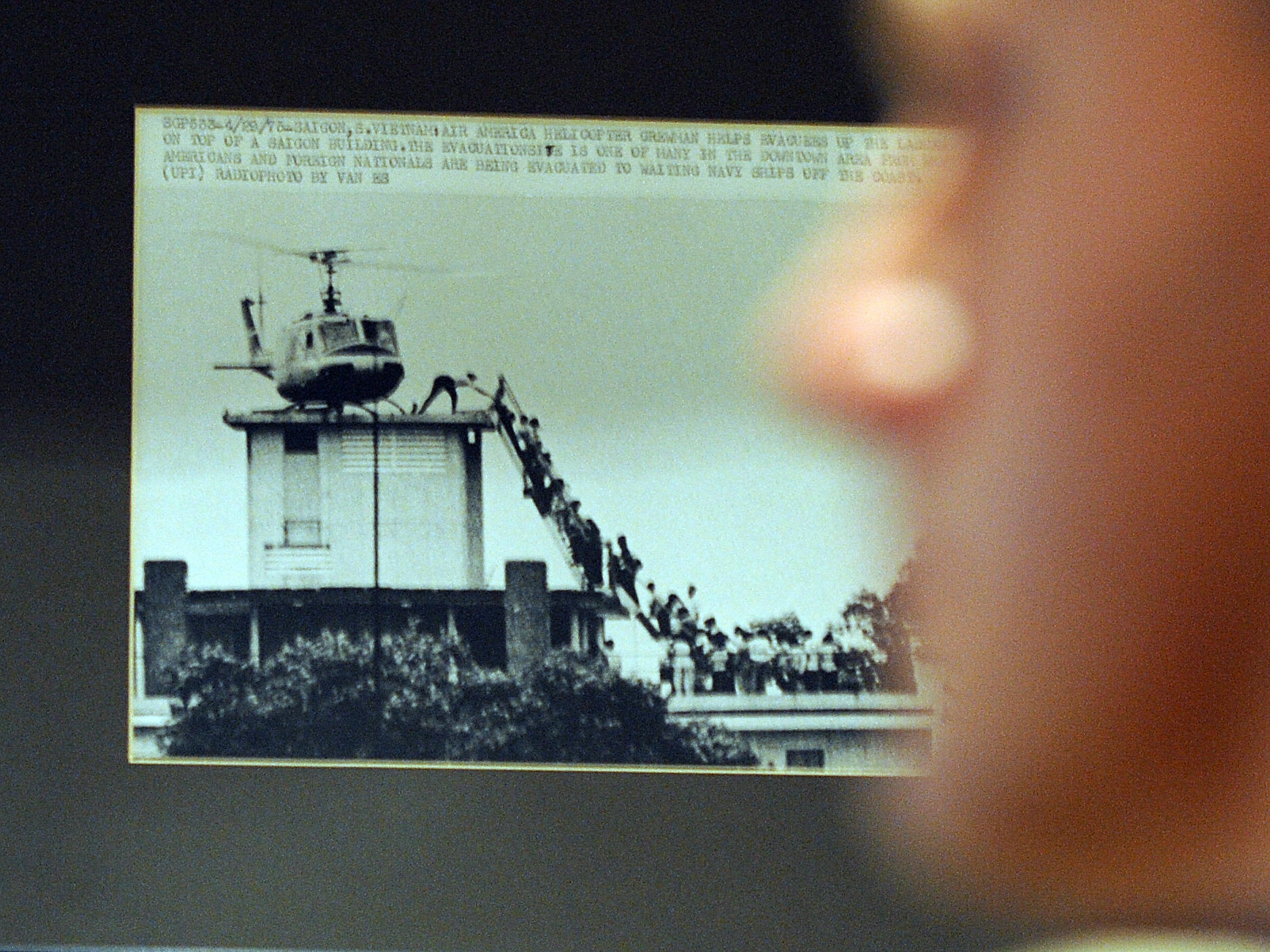 EMP サンセベリア Saigon サイゴン /最後の写真 イメージ SA354 EMP サンセベリア Saigon サイゴン /最後の写真 イメージ SA354 EMP