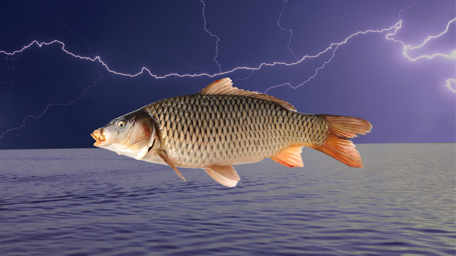 Why the Army Corps of Engineers is electrocuting invasive fish