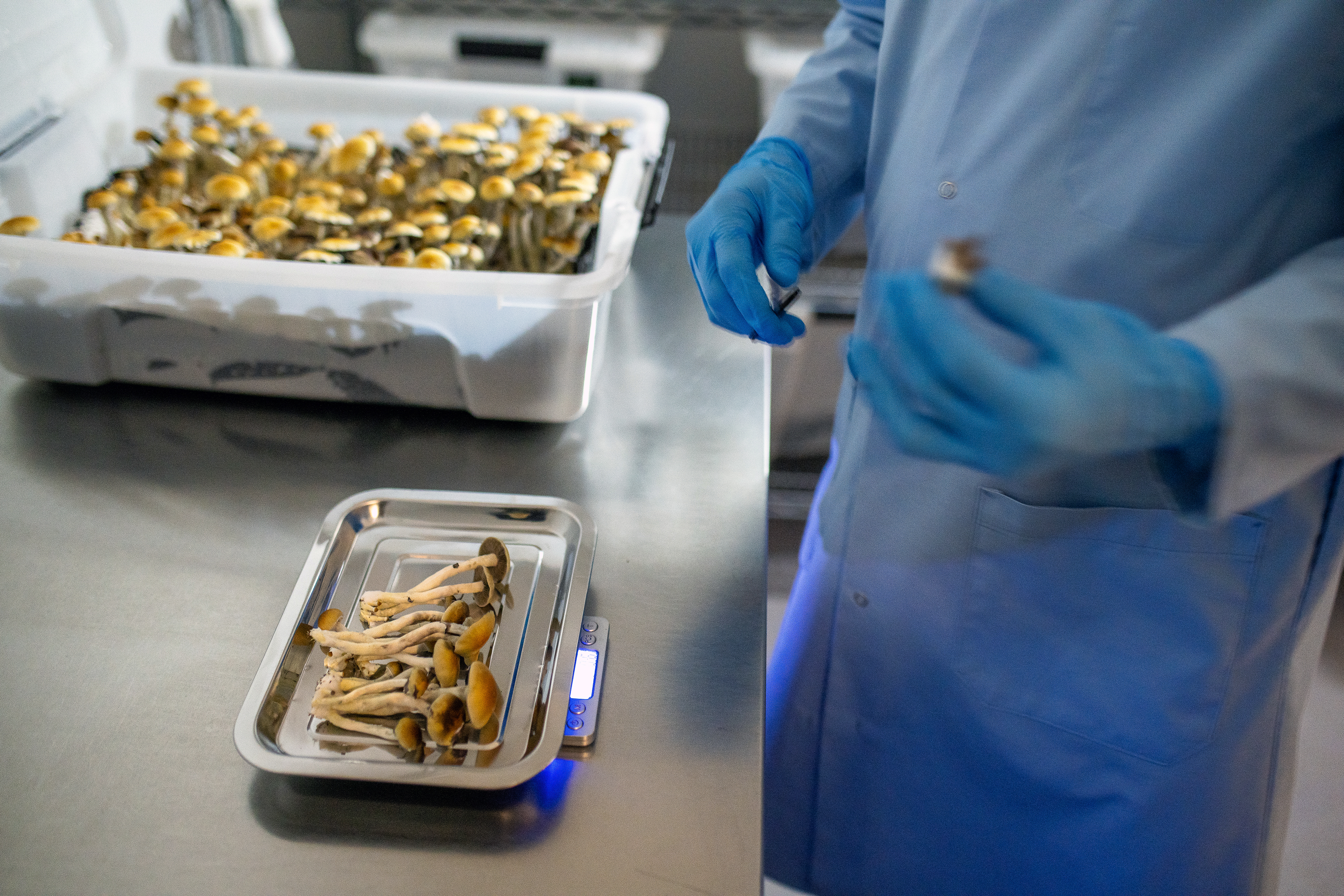 VA launches major study on psilocybin for depression and PTSD