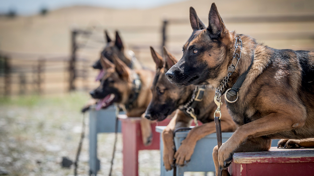 are belgian malinois good protection dogs