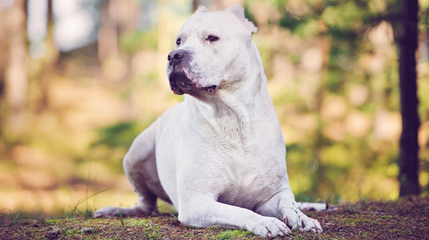 El dogo argentino es la única raza argentina que no está extinta en la actualidad. (Foto: Adobe Stock).