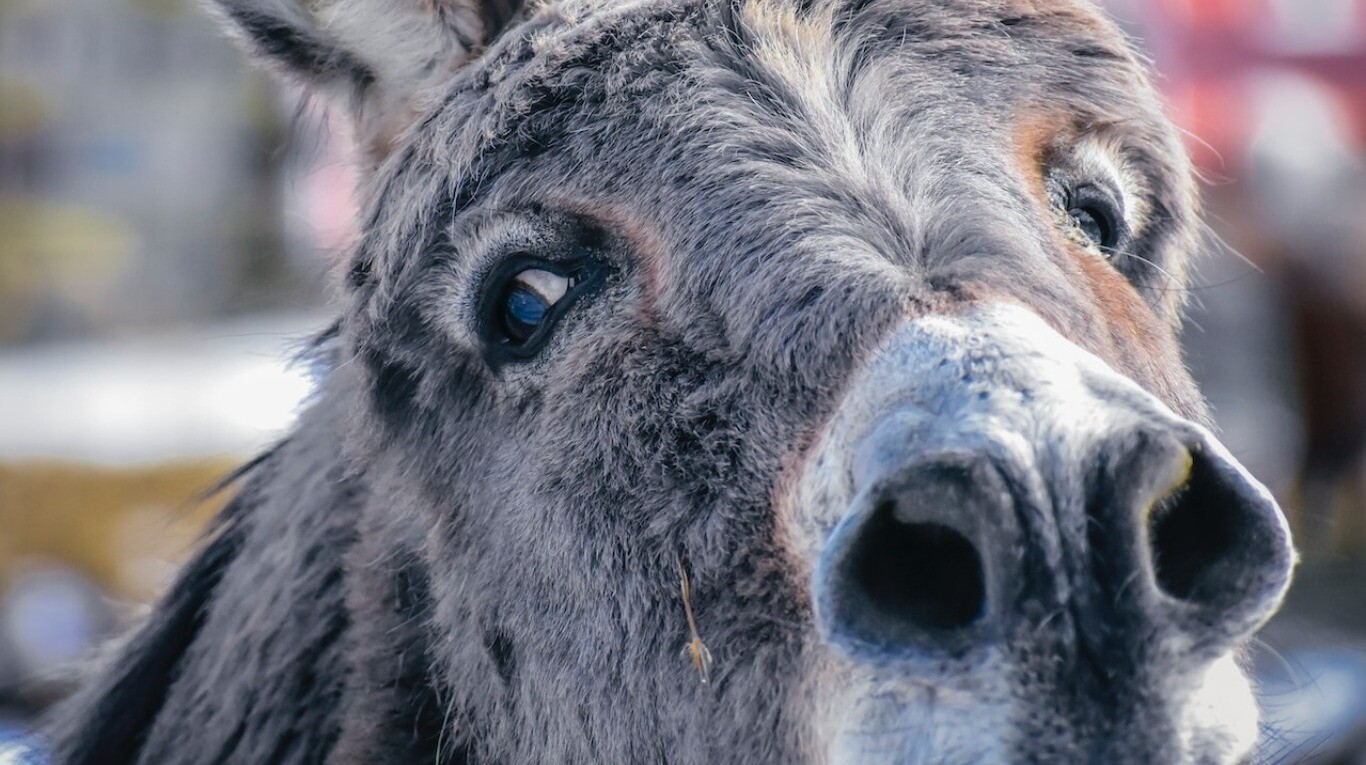 Miles de penes de burro fueron incautados en Nigeria, que iban de  contrabando a Hong Kong | TN