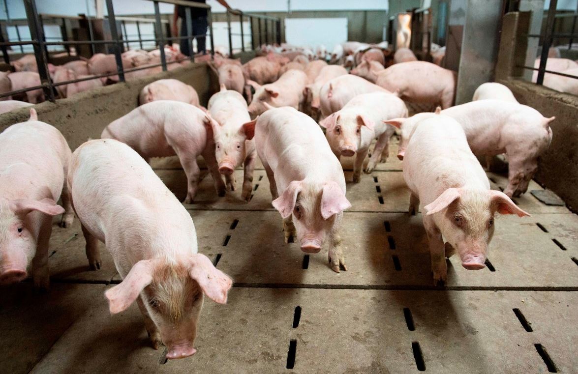 Los productores de cerdos aspiran a aumentar un kilo de cerdo por año en el consumo interno por habitante. En 2020 se llegó a 15,6 kilos per cápita, cuando hace 15 años era menos de la mitad. En la próxima década, proyectan llegar a los 26 kilos per cápita en Argentina ”.(Foto: Clarín).