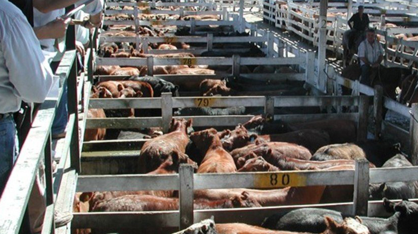 Ingresaron más de 7000 animales en el segundo día de operaciones del mercado ganadero.