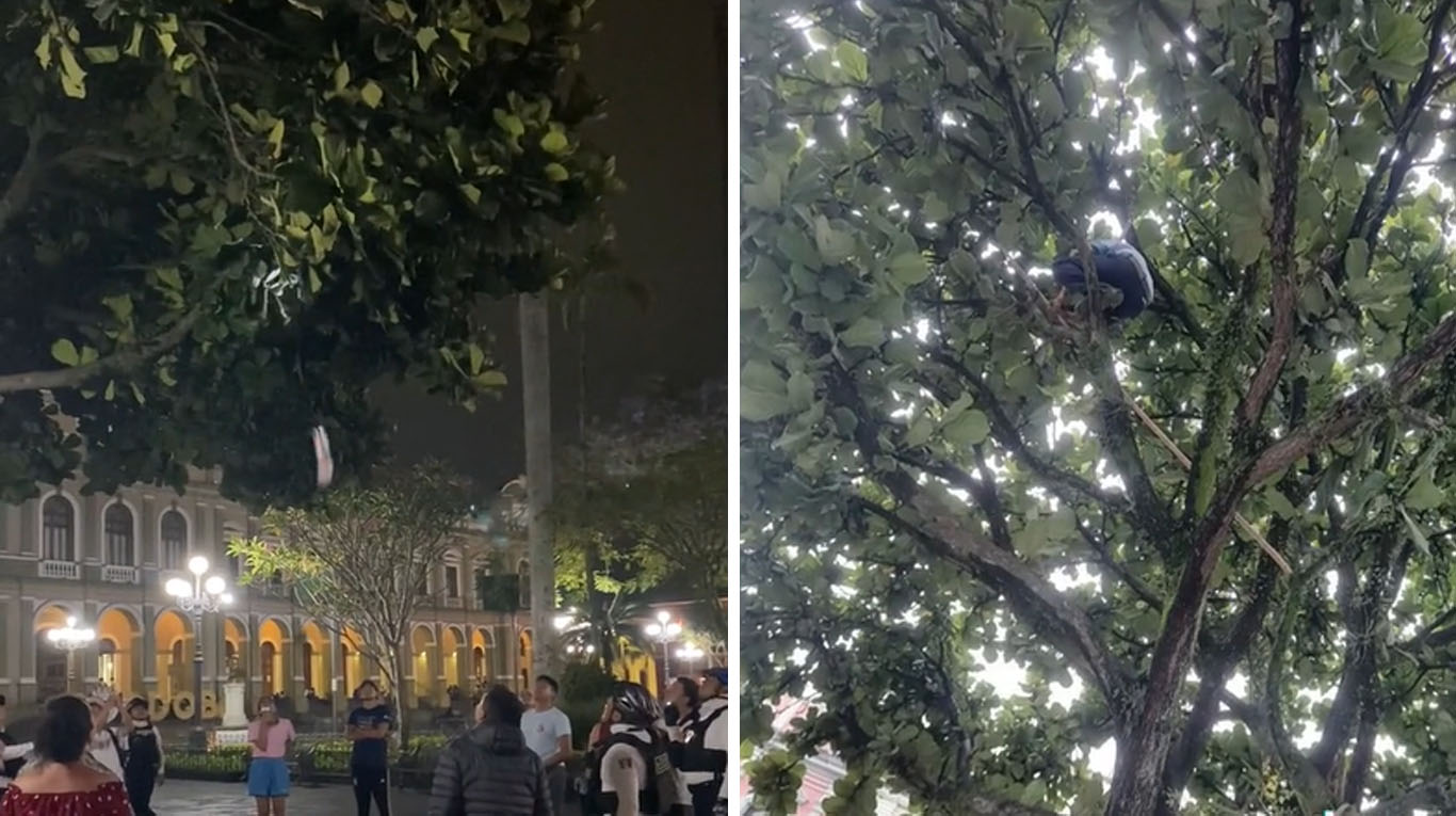 El juguete de un nene quedó colgado en un árbol, su padre lo intentó ayudar y todo salió mal