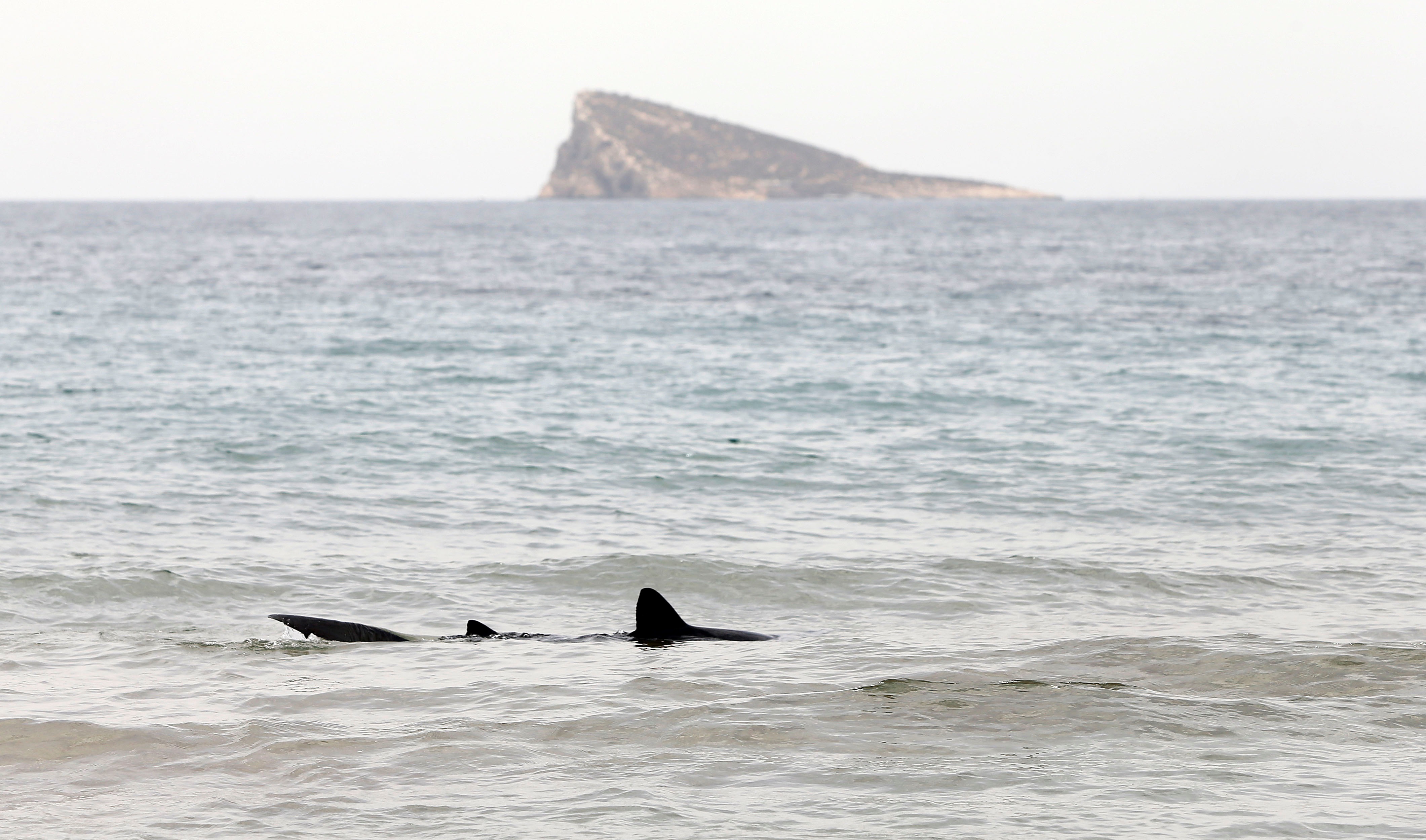 BENIDORM, 12/08/2021.- un ejemplar de tintorera, un tipo de tiburón, ha aparecido desorientado este jueves en aguas de la playa de Poniente de la turística ciudad de Benidorm y, como medida de prevención, se ha cerrado o restringido al baño una zona concreta de ese lugar hasta que sea capturado o devuelto a alta mar. EFE/Manuel Lorenzo
