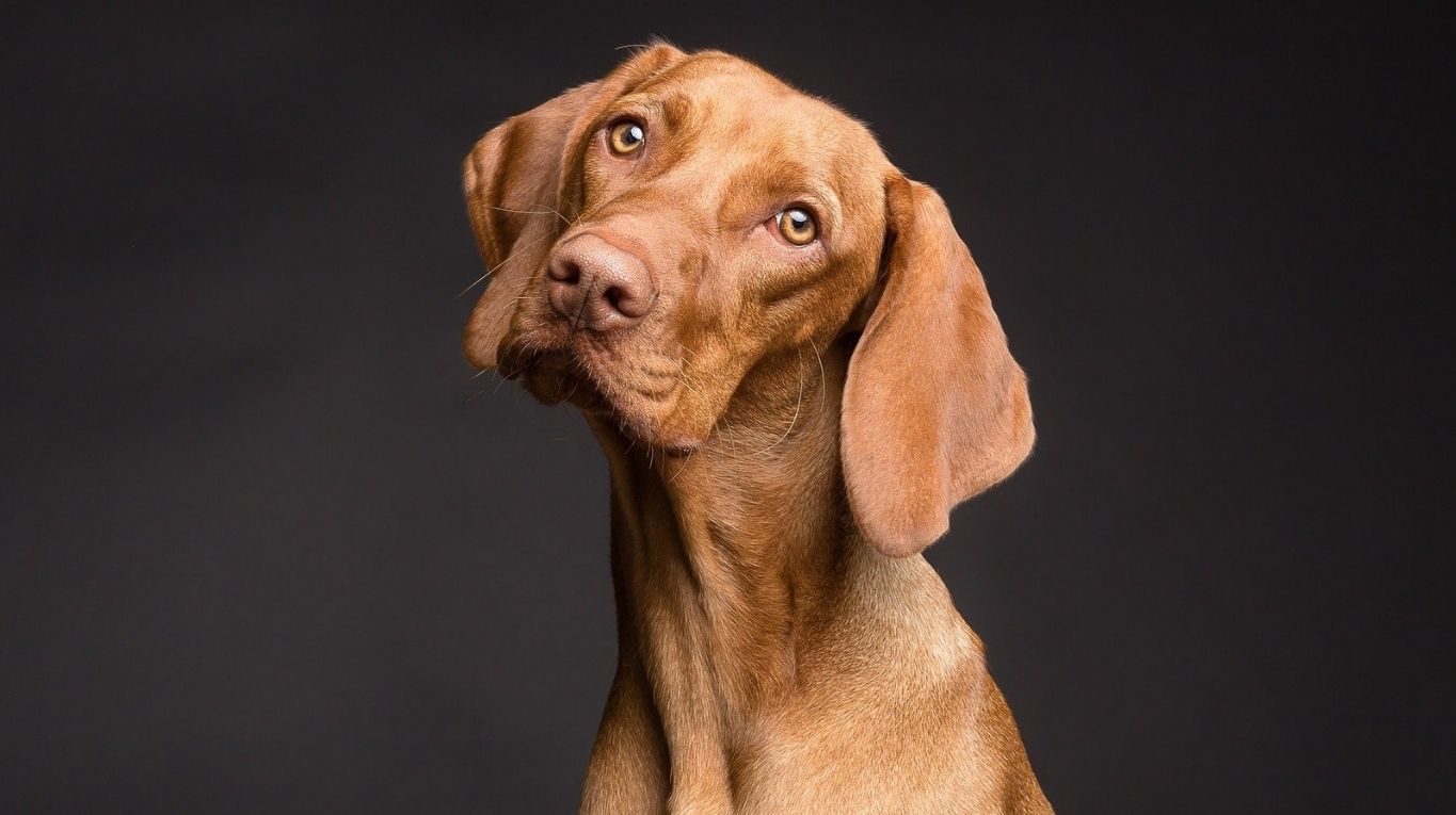 cuantos años se puede castrar a un perro