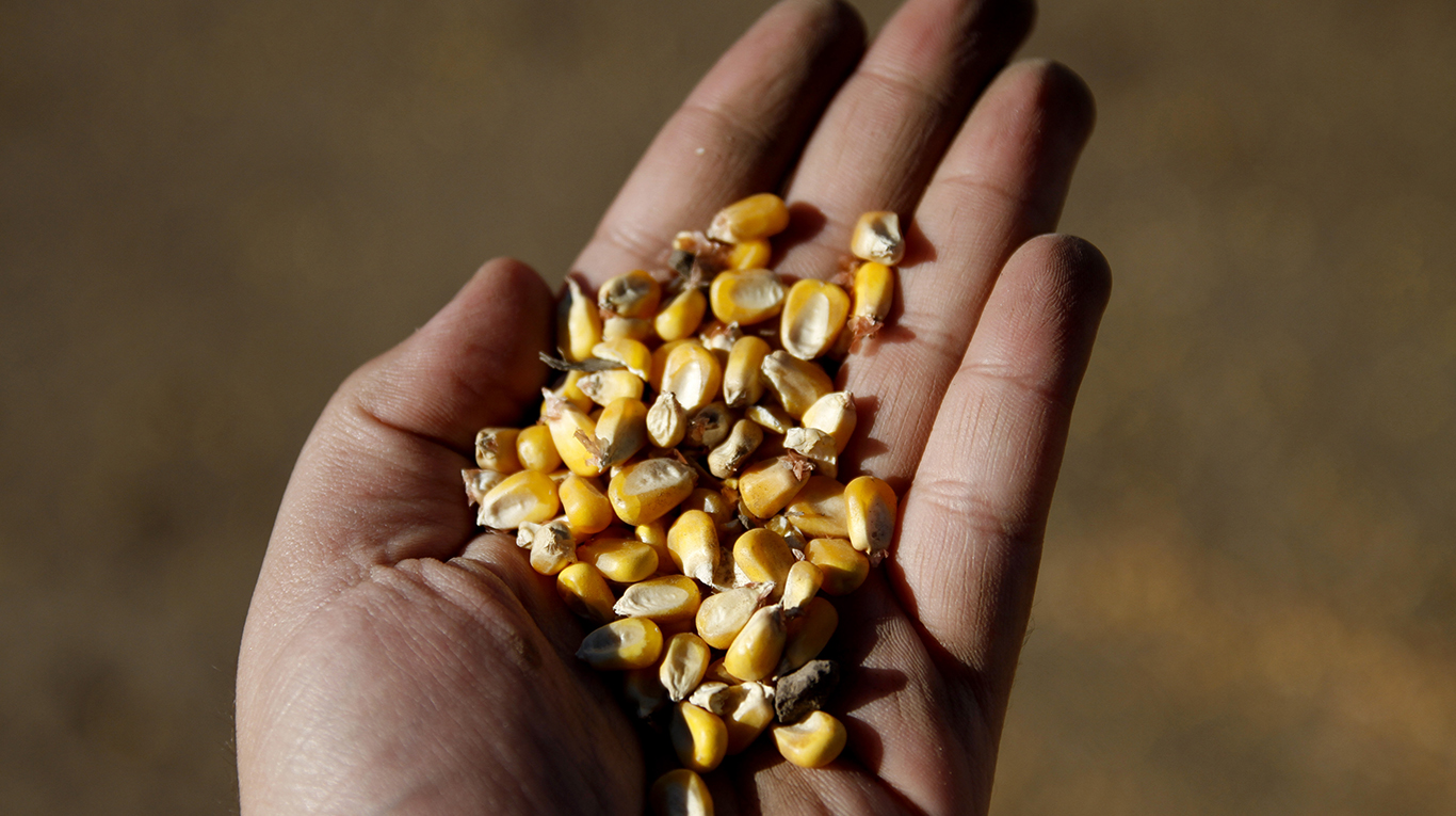 La implantación de maíz durante la última semana se concentró en el centro del área agrícola. Foto: Adobe Stock.