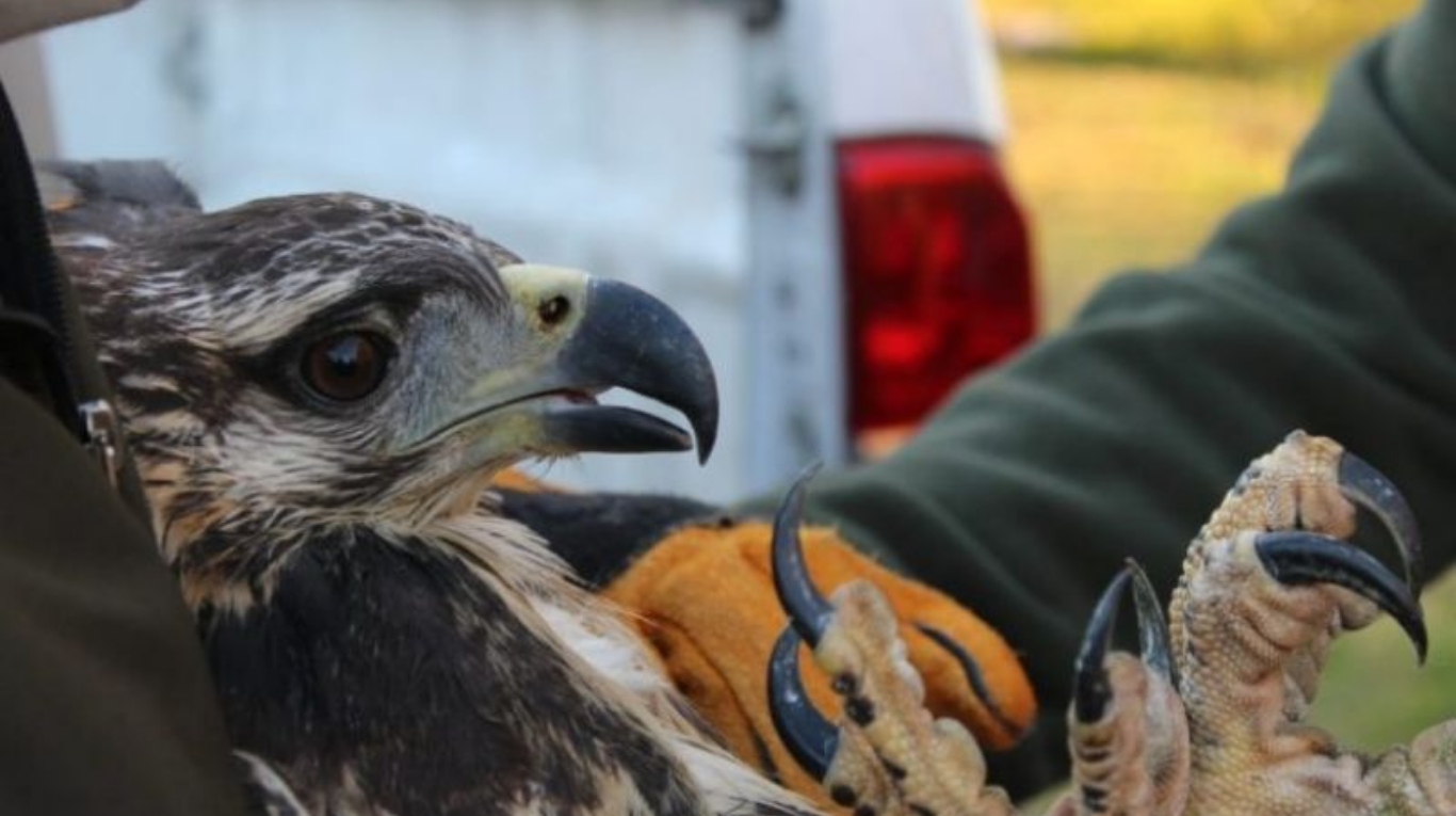 Una familia mendocina rescató a un águila coronada, especie que está en  peligro de extinción | TN