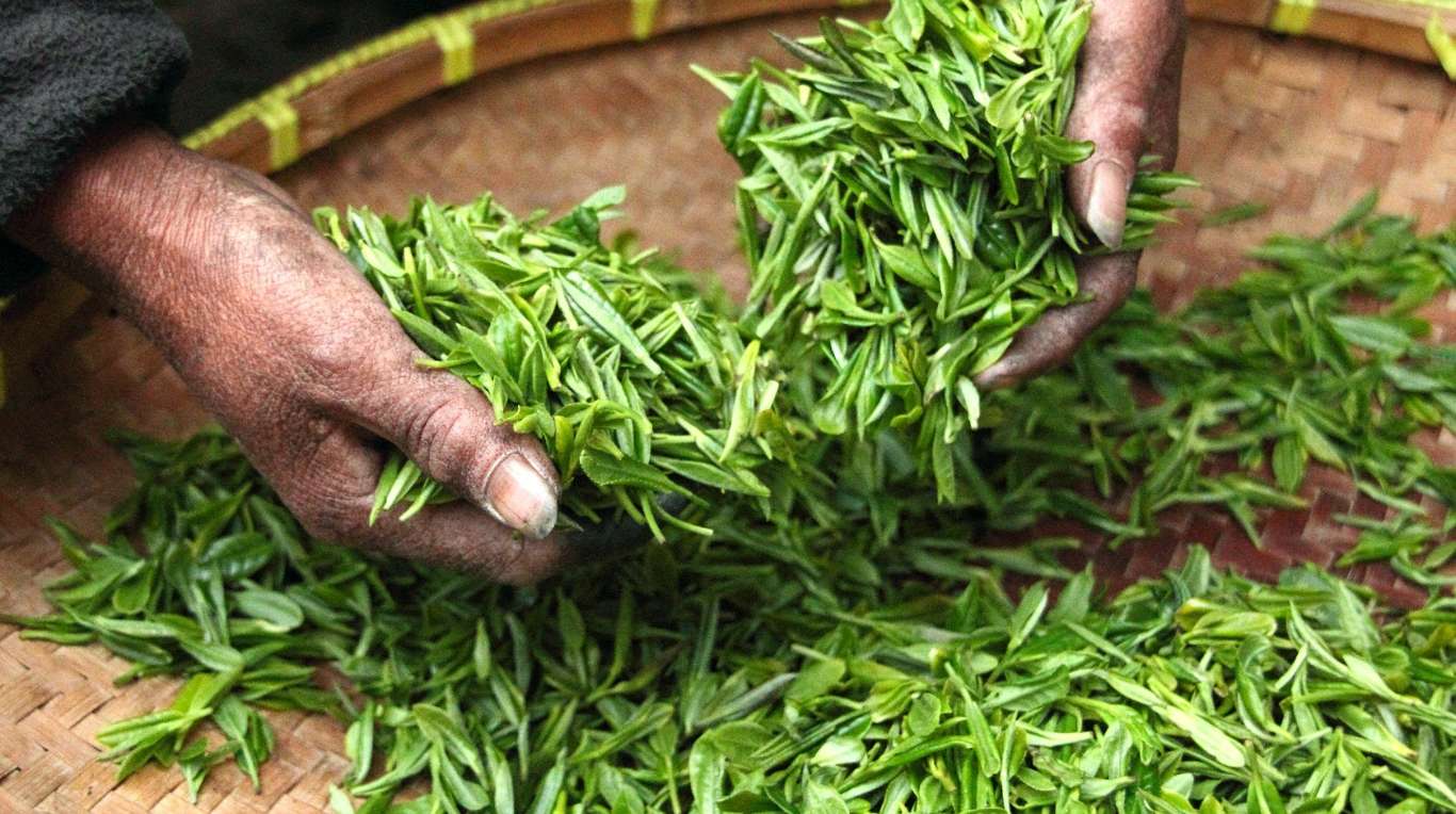 Oberá, la cuna de la “Ruta del Té” en Argentina | TN