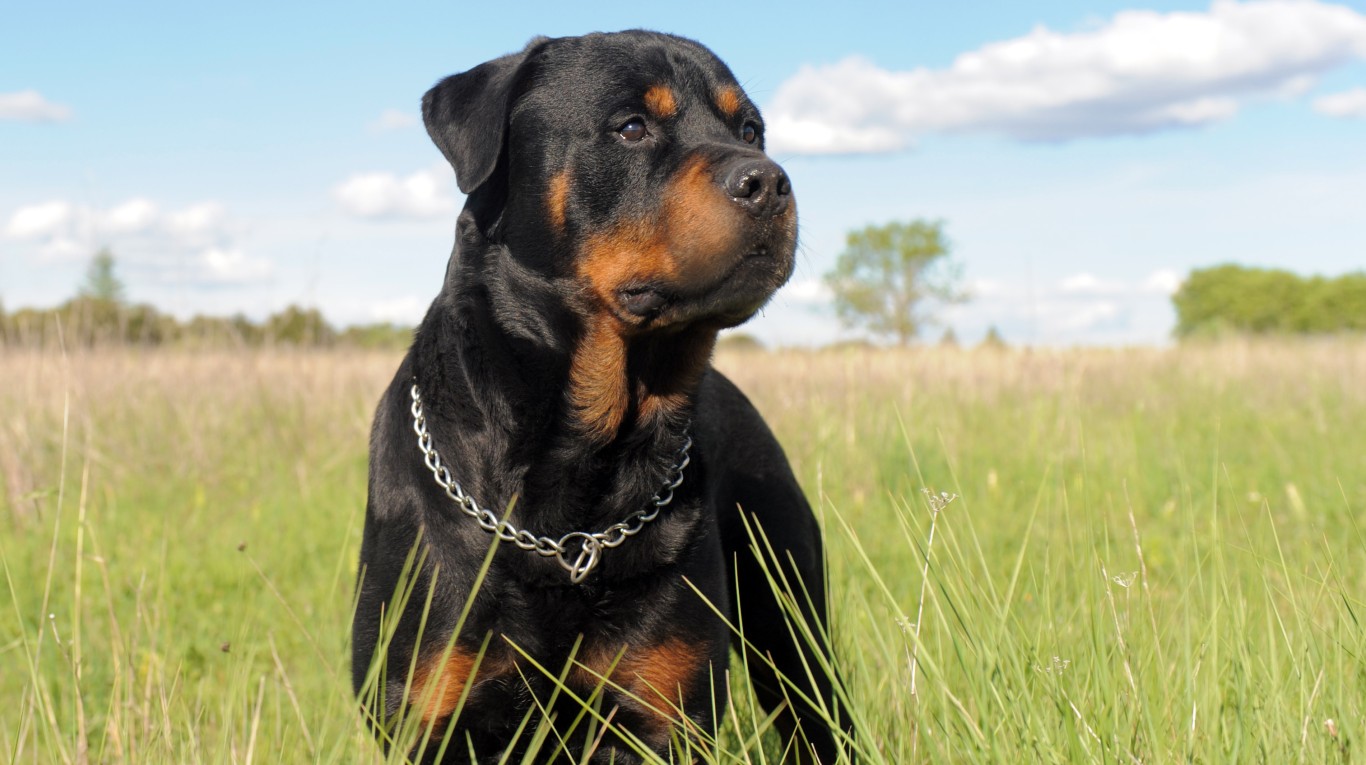 TRAGEDIA en Mendoza: una mujer de 85 años MURIÓ después de ser atacada por  sus TRES PERROS rottweiler | TN