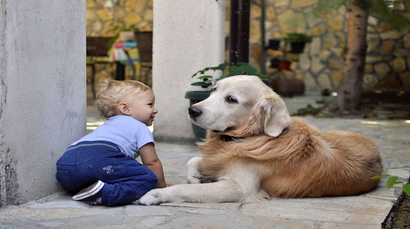 los perros chicos se llevan mejor con las chicas