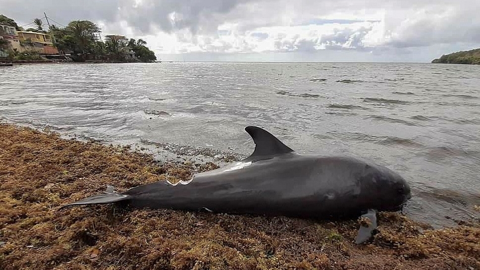 Un delfín muerto en la costa de la isla Mauricio tras un derrame de petróleo. (Foto: EFE)