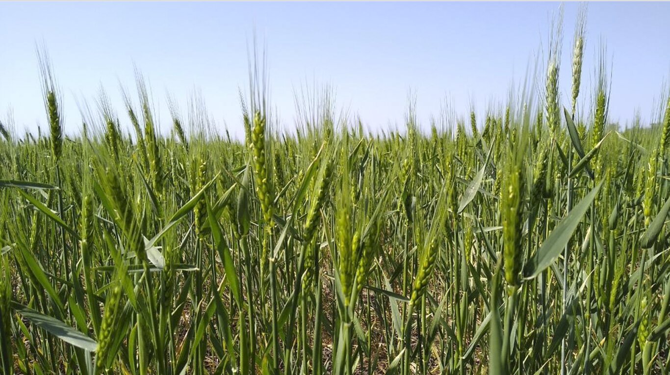 En las áreas más deterioradas se estiman reducciones en el potencial de rinde del trigo.