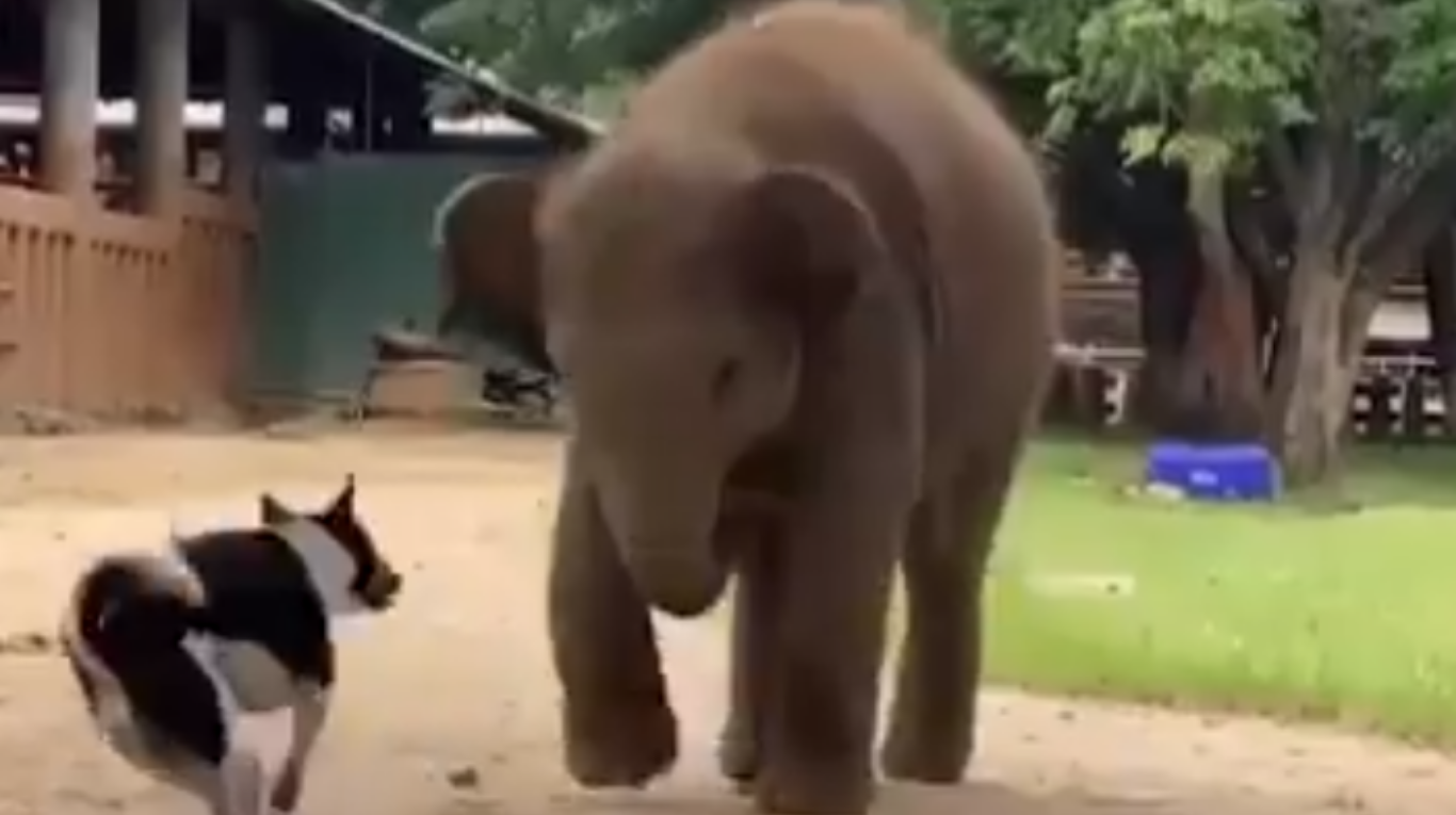 Un tierno video muestra a un pequeño elefante y a un perro jugando entre sí en un centro de rehabilitación en Tailandia. (Foto: Captura de video Twitter @ActualidadRT).