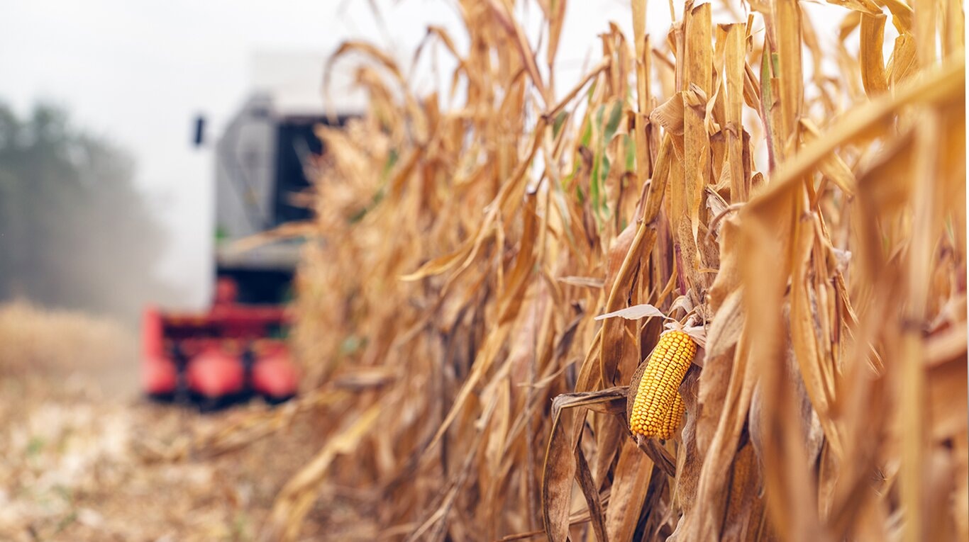 Los referentes del sector productivo del maíz analizaron, junto a funcionarios nacionales, “el potencial impacto negativo de cualquier medida intervencionista”. (Foto: