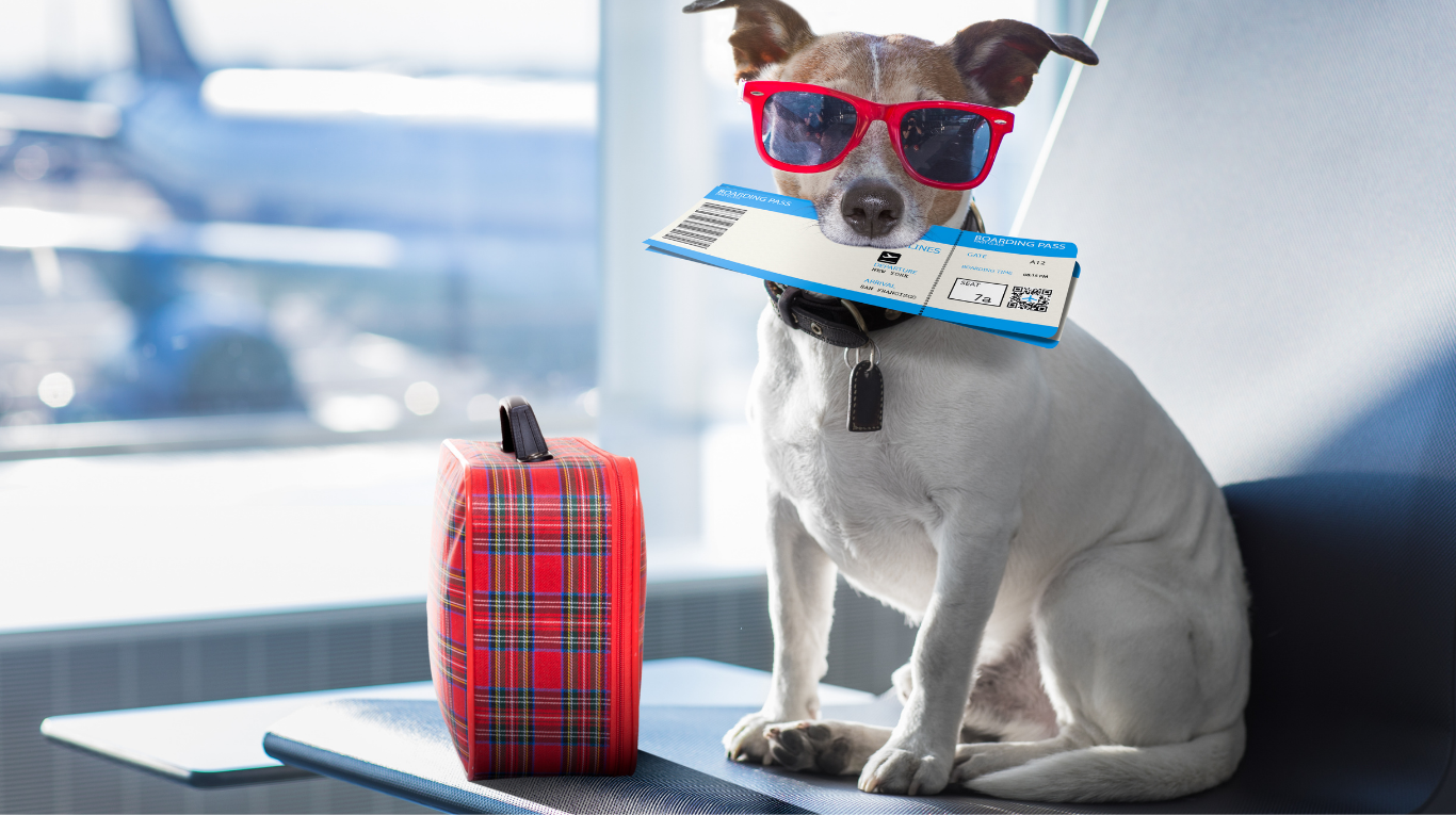 Una joven reveló los trucos para viajar con tu mascota en el avión. Foto: captura Adobe Stock