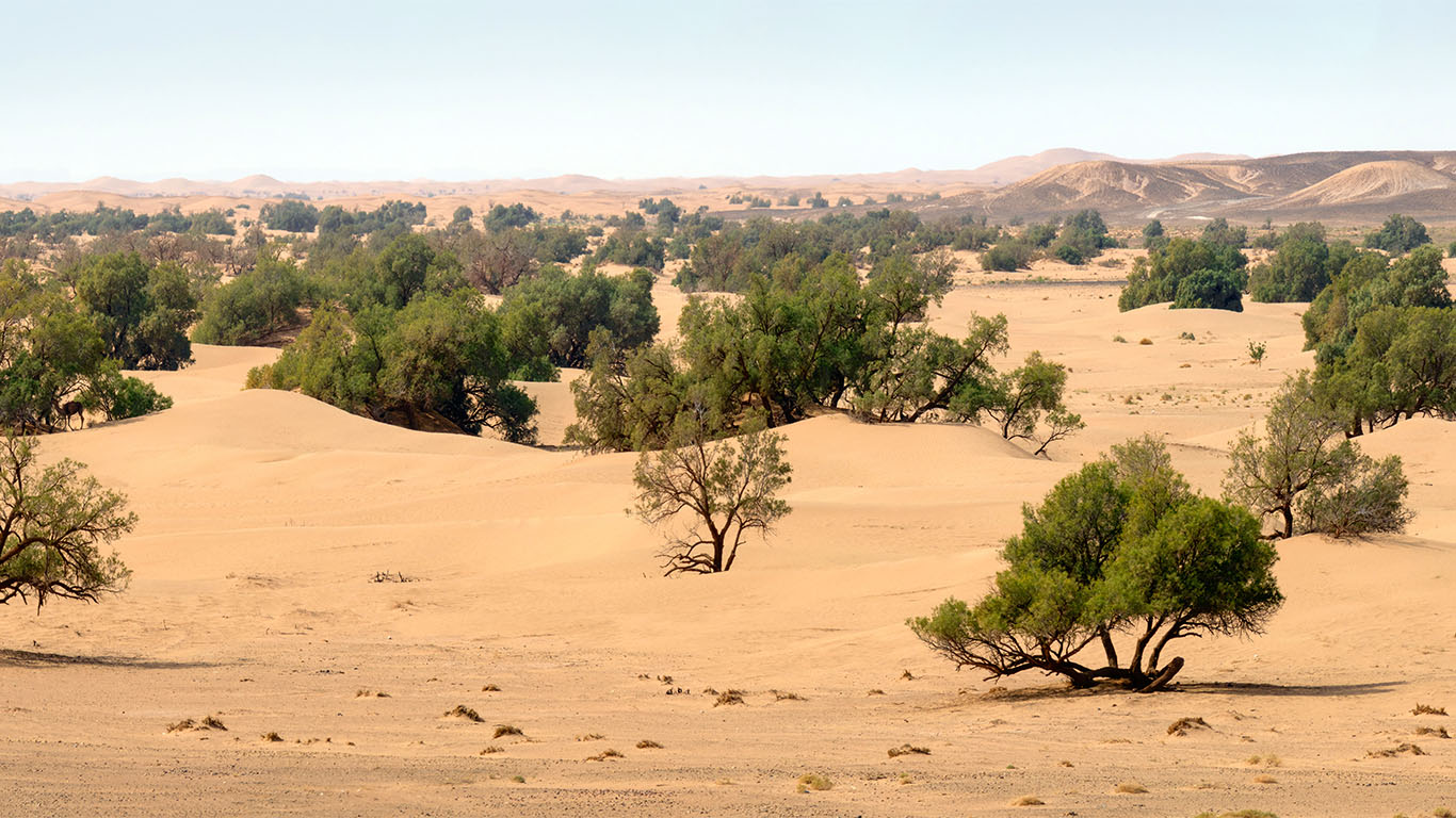 Desierto del Sahara: un estudio reveló la presencia de más 1800 millones de  “árboles solitarios” | TN