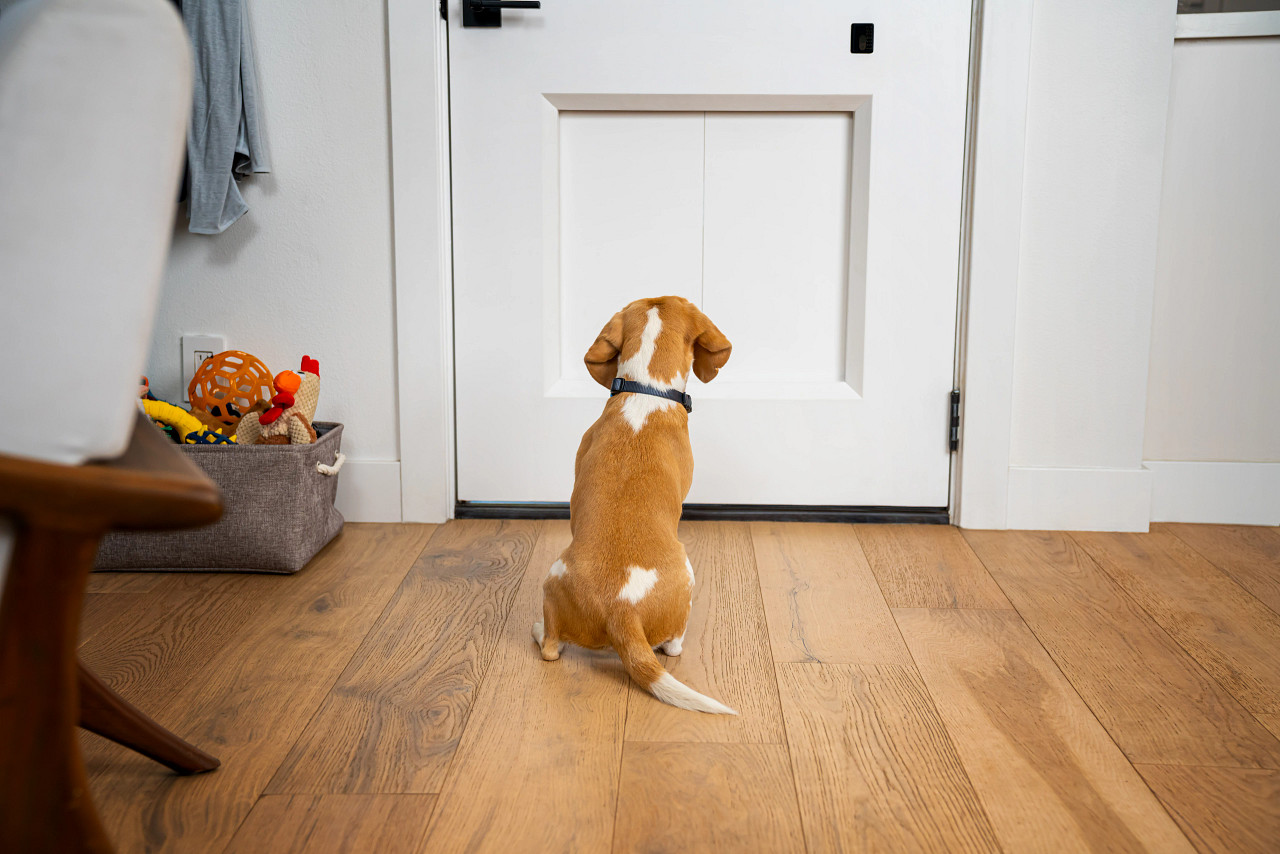 Curiosidades en CES 2021: ¿Pagarías US$3.000 por una puerta para tu perro?