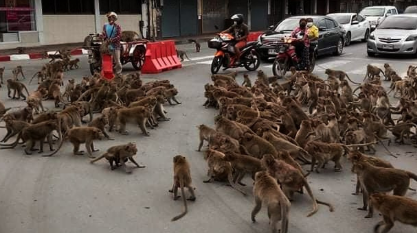 Una pelea de pandillas de monos en Tailandia. (Foto: Facebook/Wisrut Suwanphak).