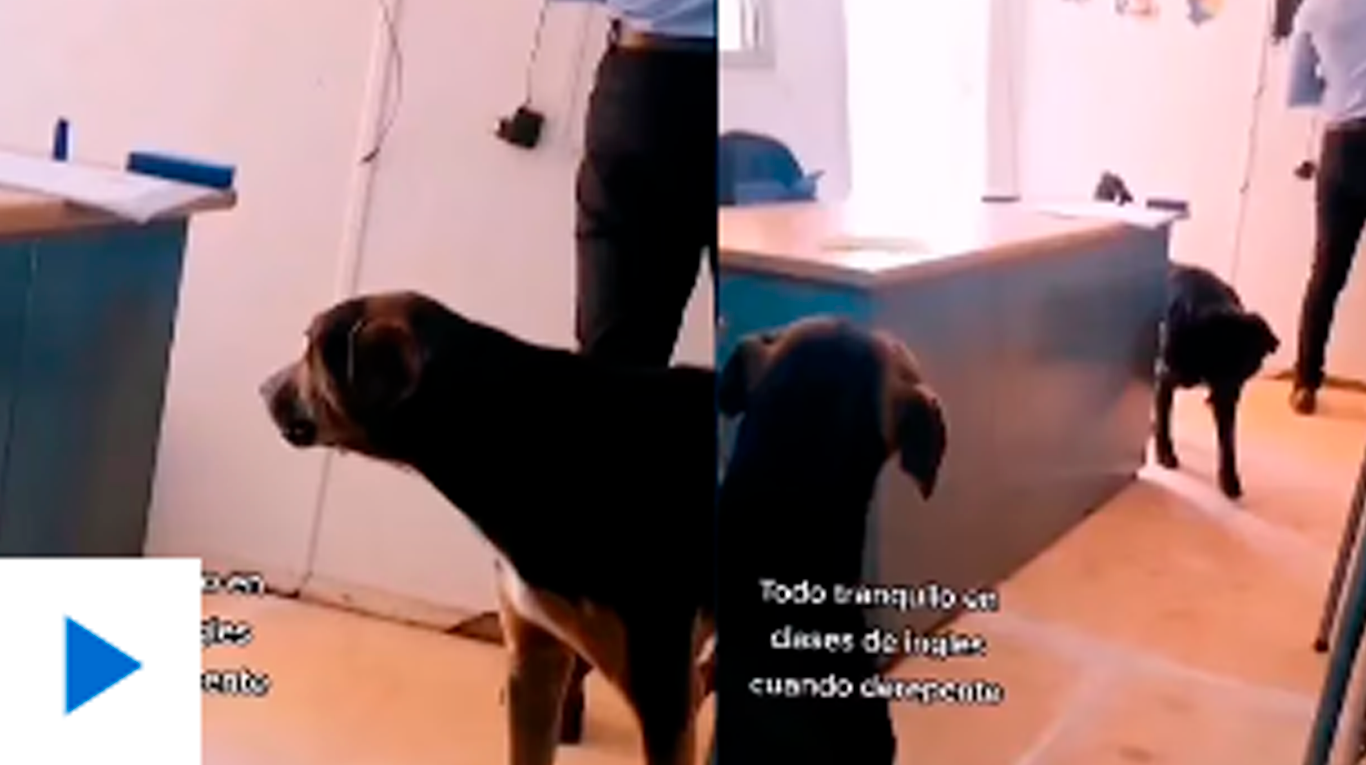 Un joven grabó una increíble pelea entre dos perros en una universidad y el video fue furor en TikTok