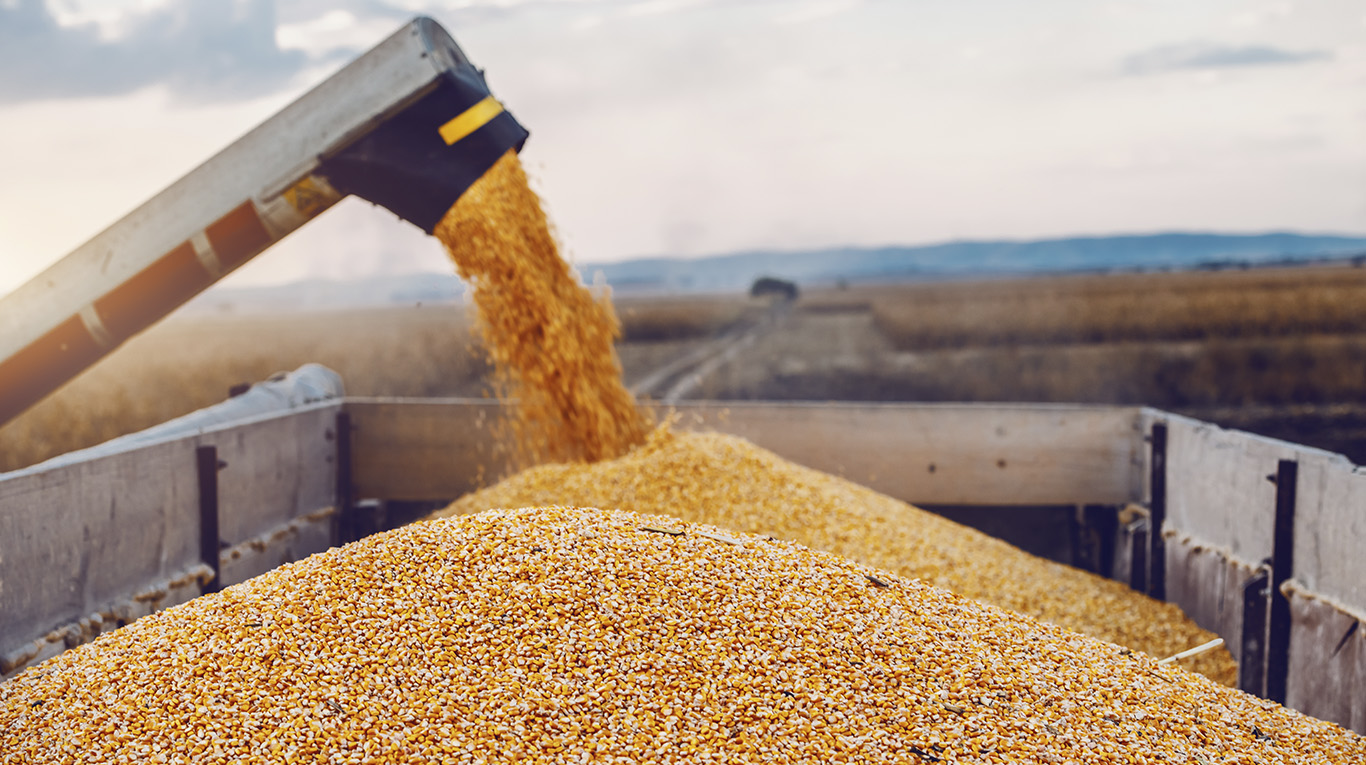 La diversificación de fecha de implantación del cereal es uno de los factores que favorecen al cereal, que permiten al productor manejar el riesgo climático. Foto: Adobe Stock.