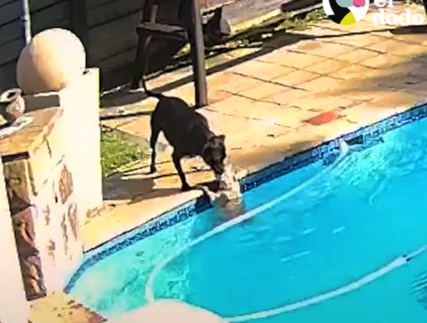 Cámara de seguridad captura a este perro salvando a su pequeño mejor amigo de ahogarse en la piscina. (Foto: Facebook / El Dodo).