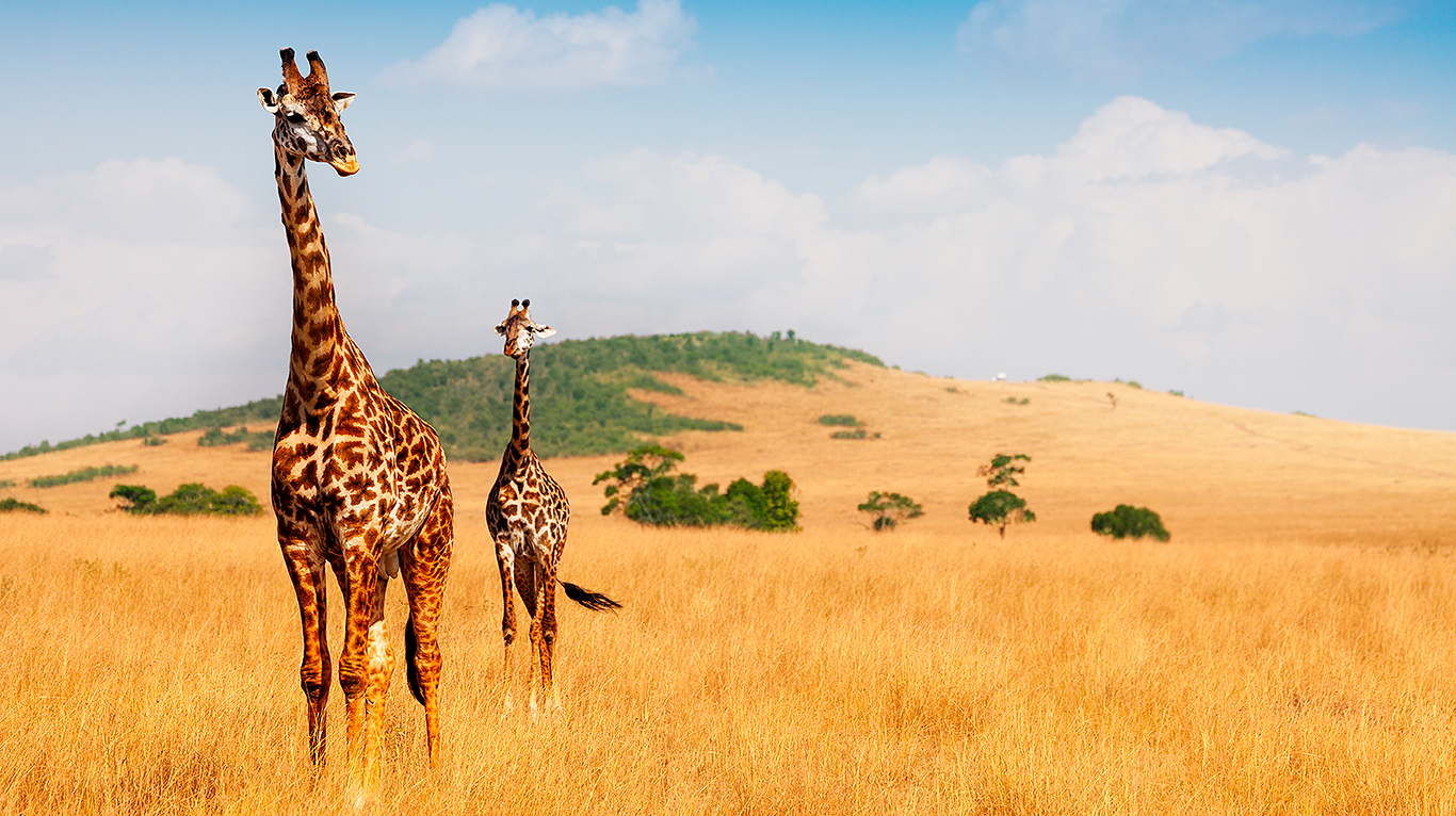 Las jirafas son los seres terrestres más altos de la tierra. (Foto: Adobe Stock)