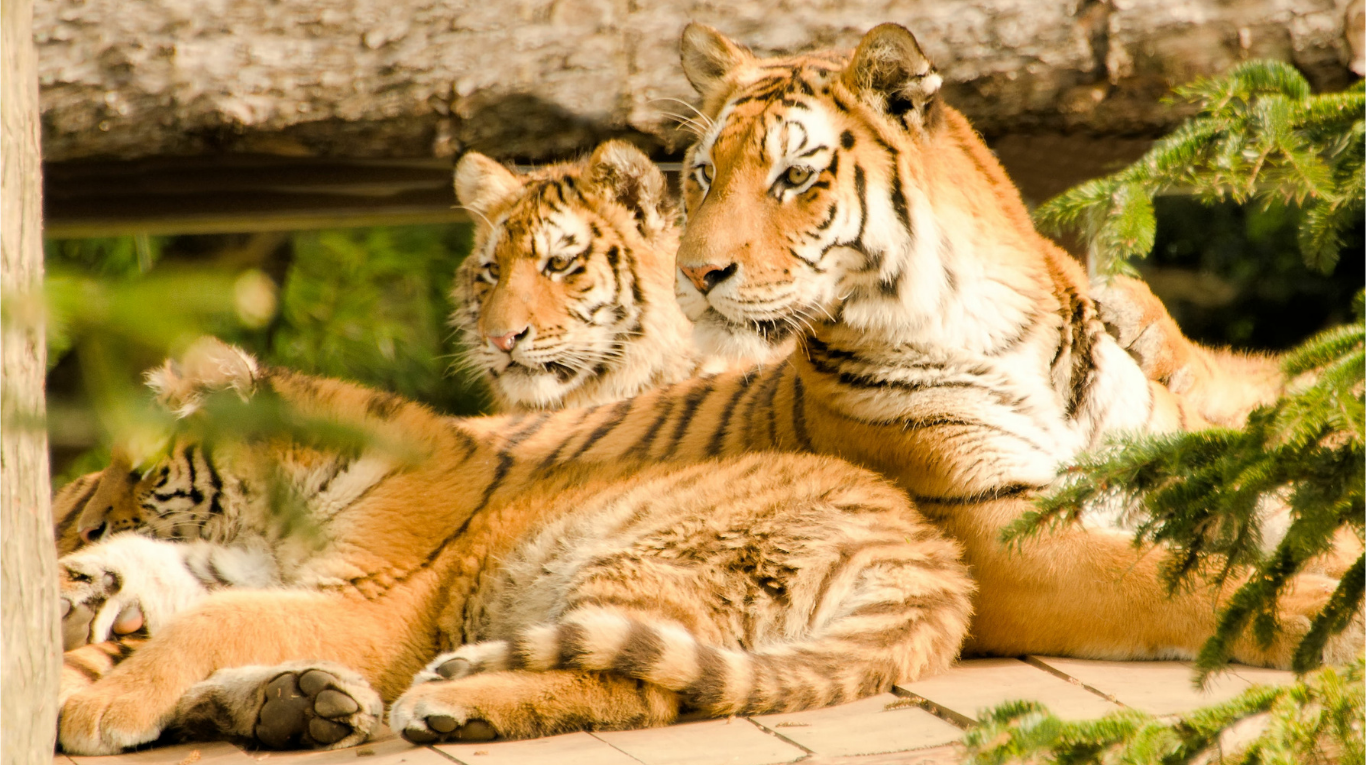 Los tigres son el principal atractivo de un hotel en el Reino Unido. Foto: Adobe Stock