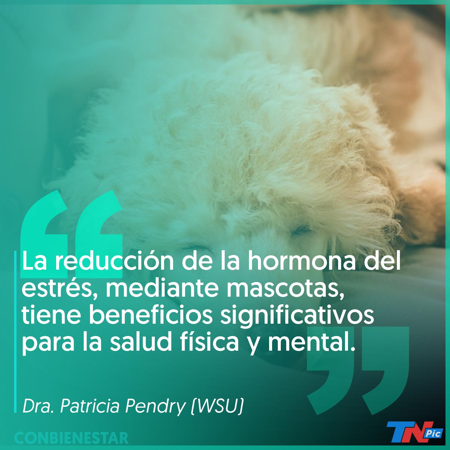 Diez minutos de caricias a una mascota pueden bajar tu nivel de estrés | TN