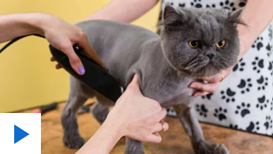 Una familia llevó a su gato para que le corten el pelo y quedó irreconocible: “Dijimos sólo las puntas”